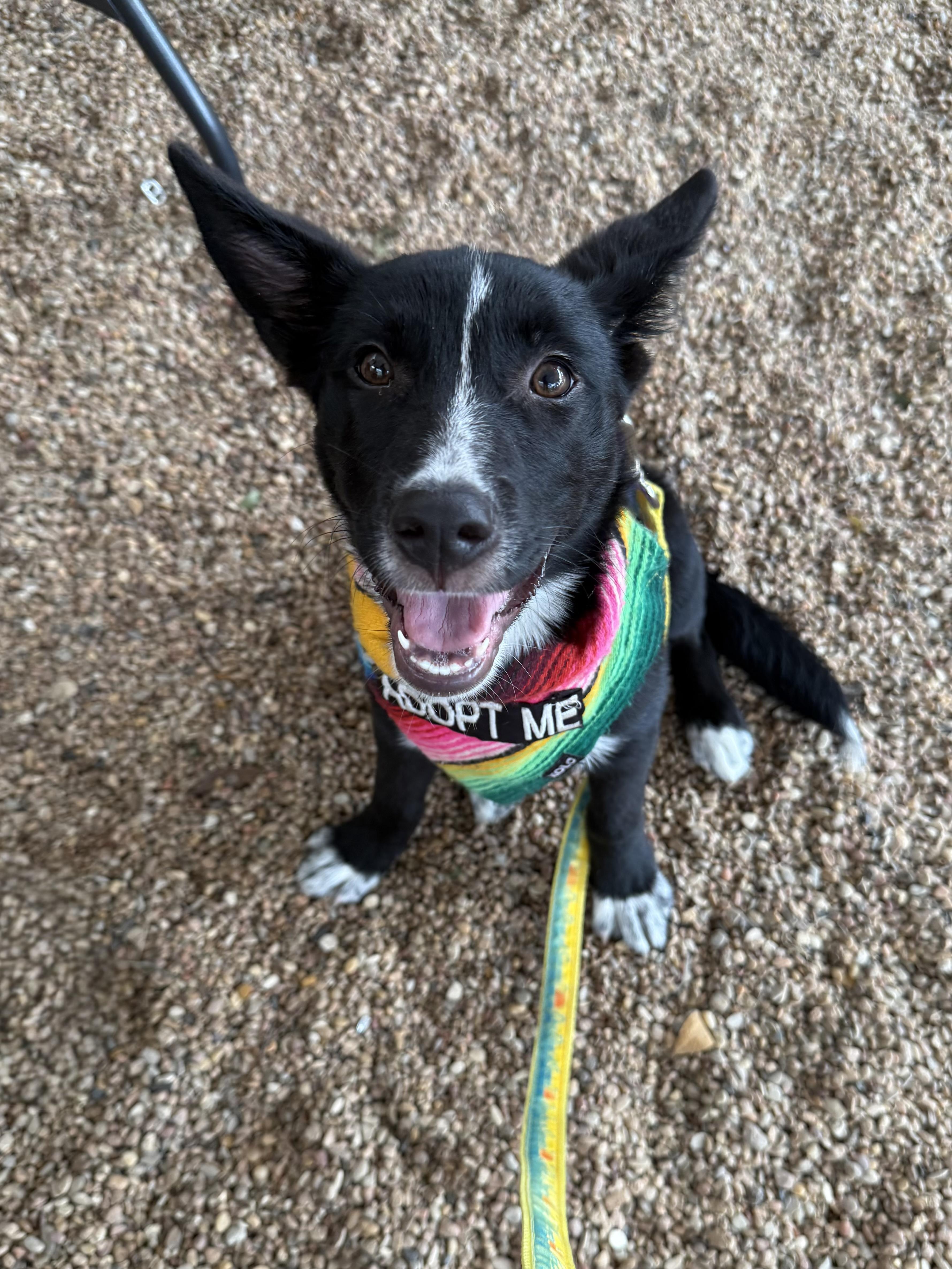 Flowers, a ADOPTABLE mixed breed in Austin, TX image 1/5