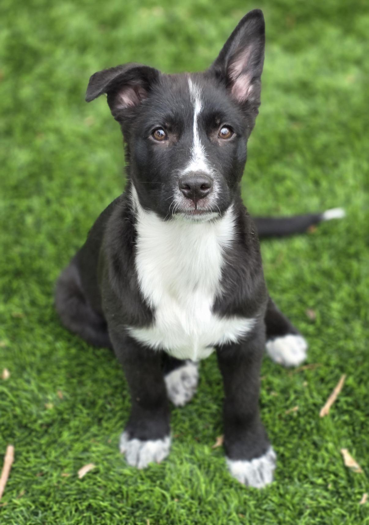 Enlarge Flowers, a ADOPTABLE mixed breed in Austin, TX image 3/4