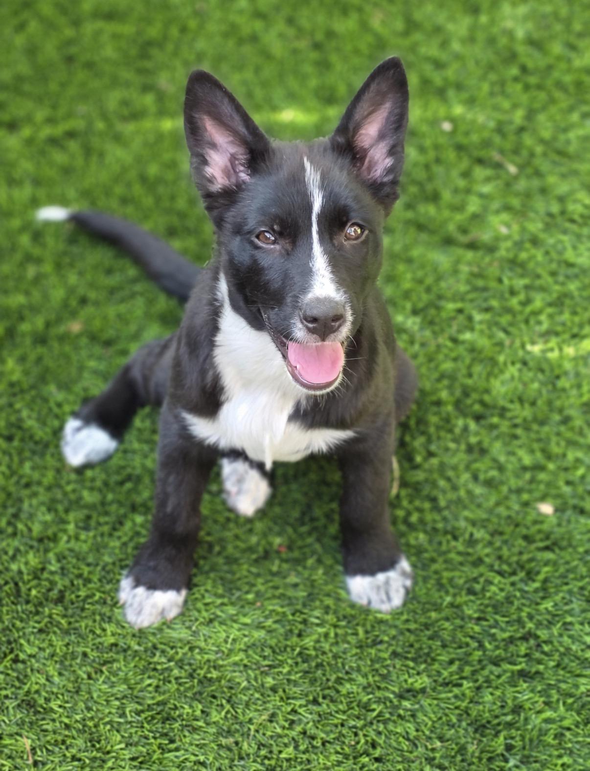 Enlarge Flowers, a ADOPTABLE mixed breed in Austin, TX image 2/4