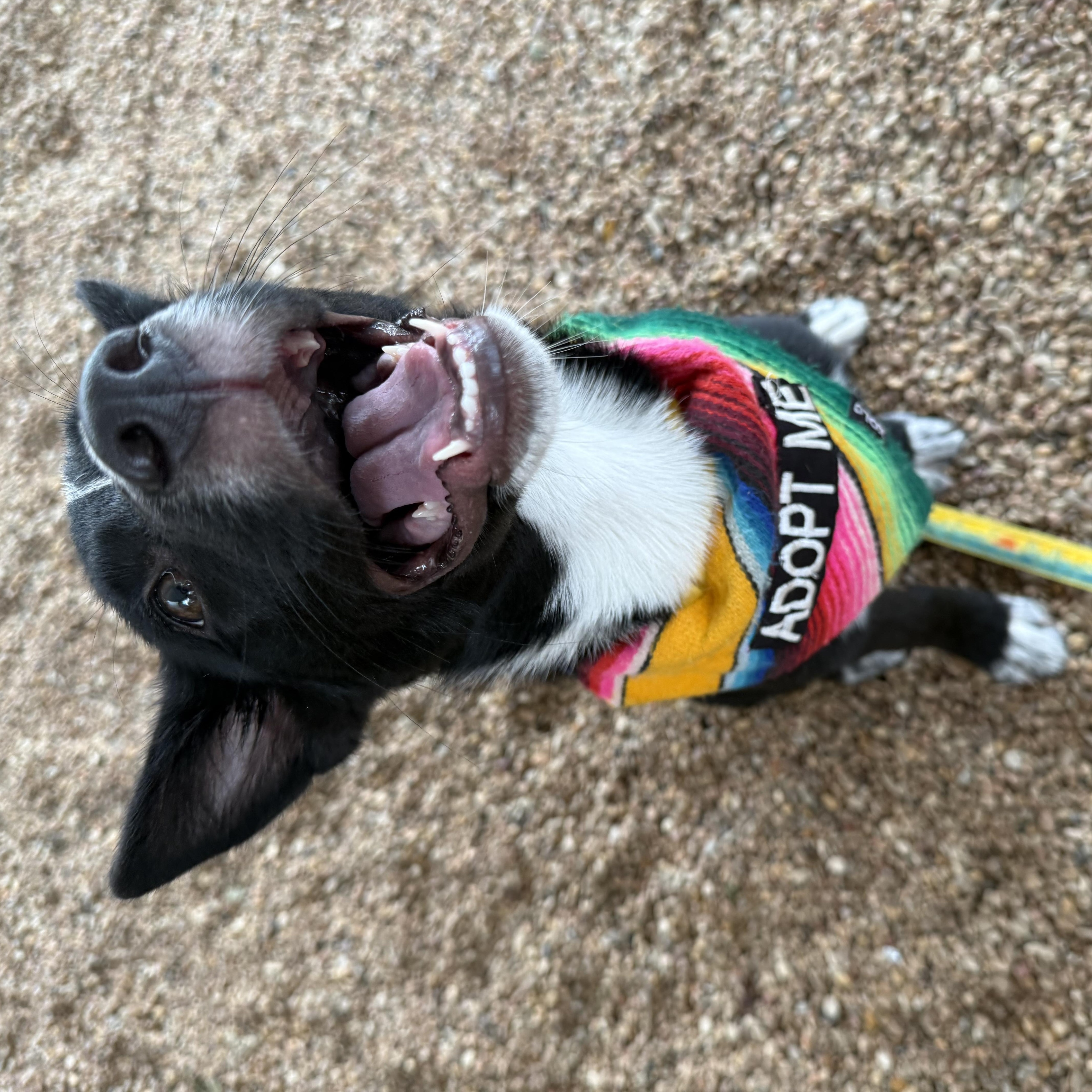 Flowers, a ADOPTABLE mixed breed in Austin, TX image 5/5