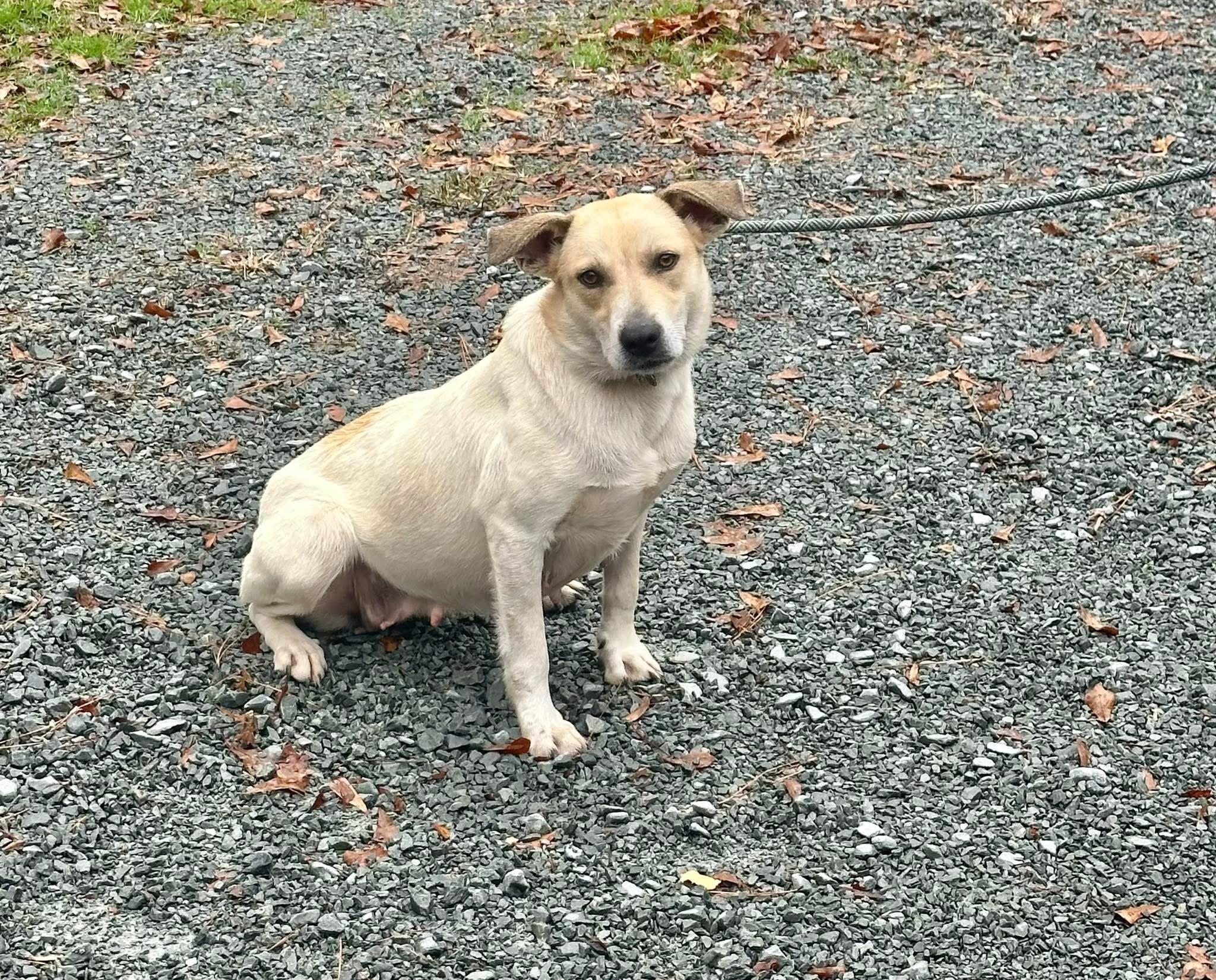 Ruby, ADOPTABLE, Adult Female Mixed Breed & Jack Russell Terrier.