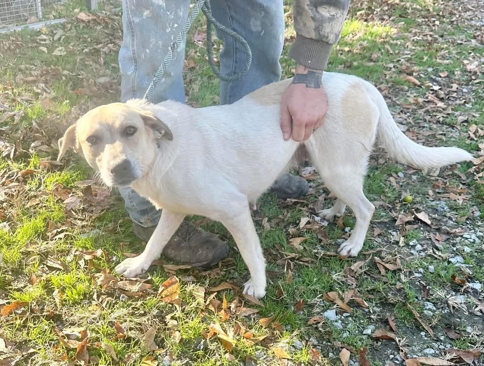 Ruby, a ADOPTABLE mixed breed in Elizabethtown, NC image 2/2