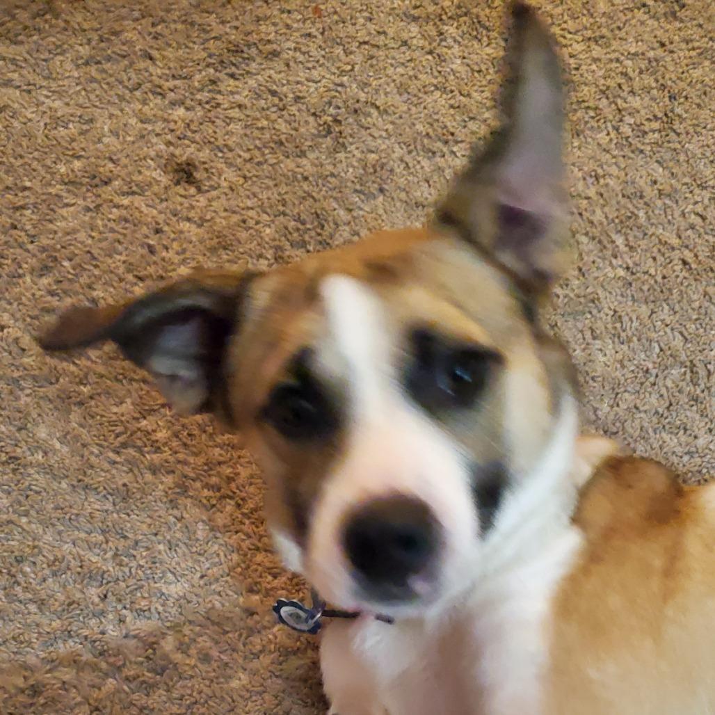 Wilbur, Adoptable, Young Male Mixed Breed.