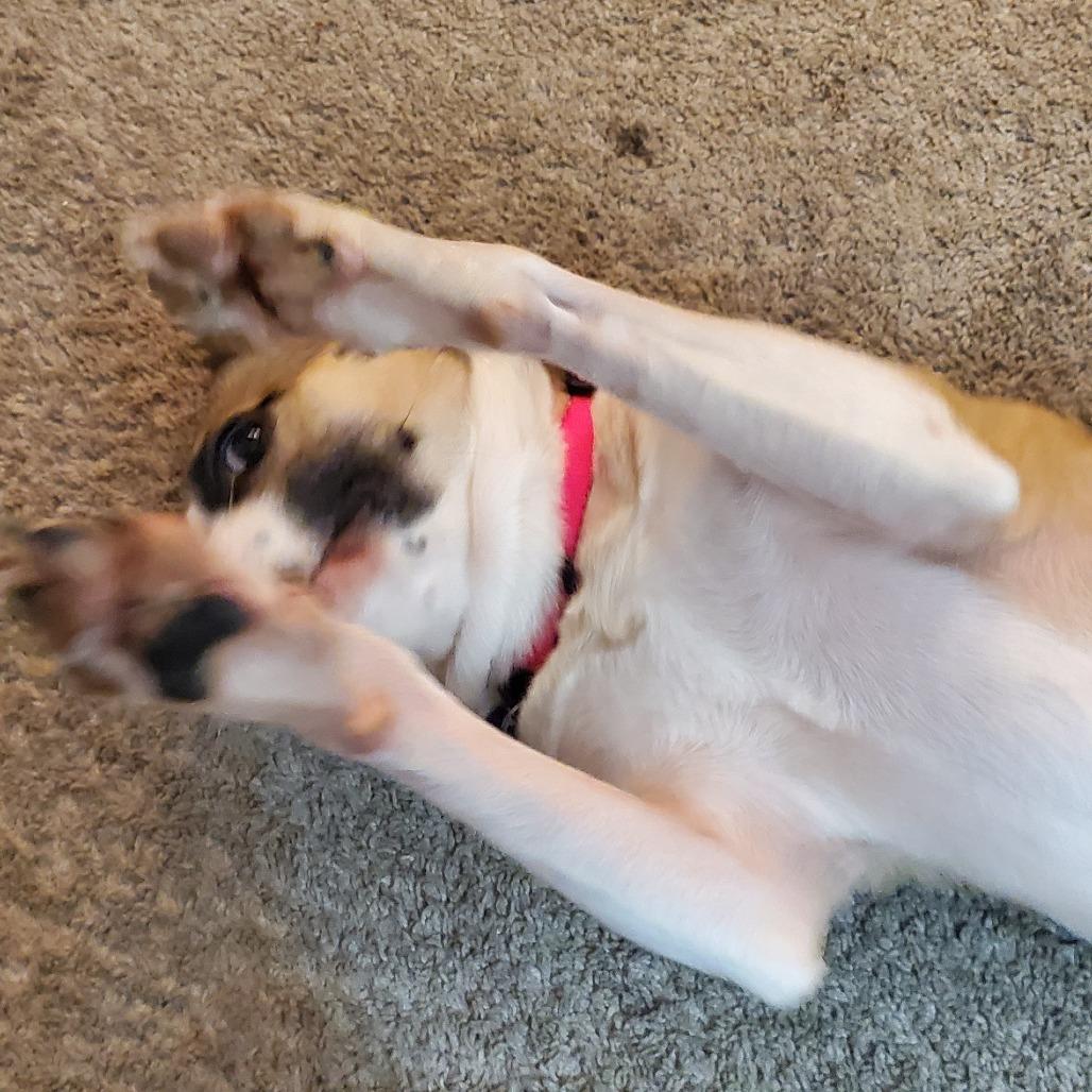 Enlarge Wilbur, a Adoptable Mixed Breed in Memphis, TN image 2/5