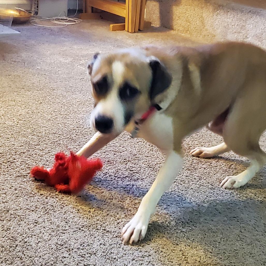 Enlarge Wilbur, a Adoptable Mixed Breed in Memphis, TN image 3/5