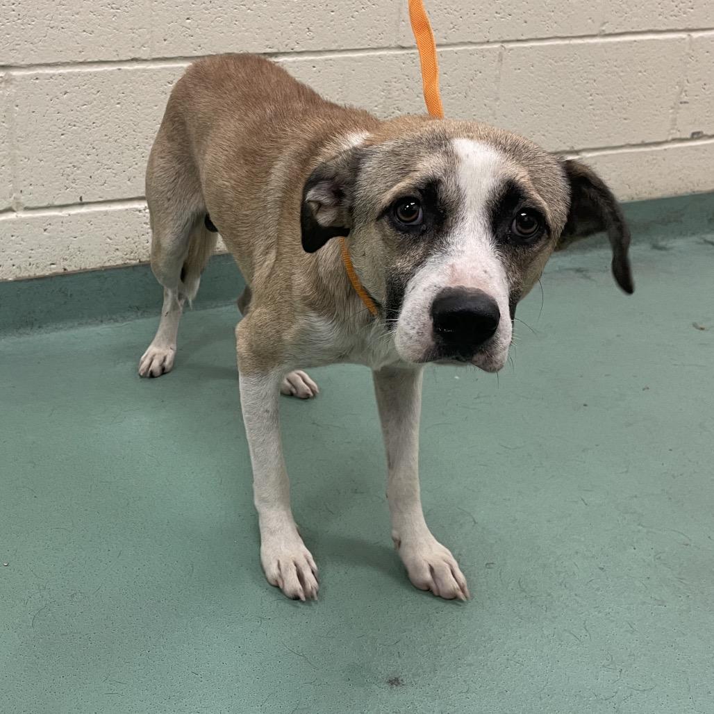 Enlarge Wilbur, a Adoptable Mixed Breed in Memphis, TN image 4/5