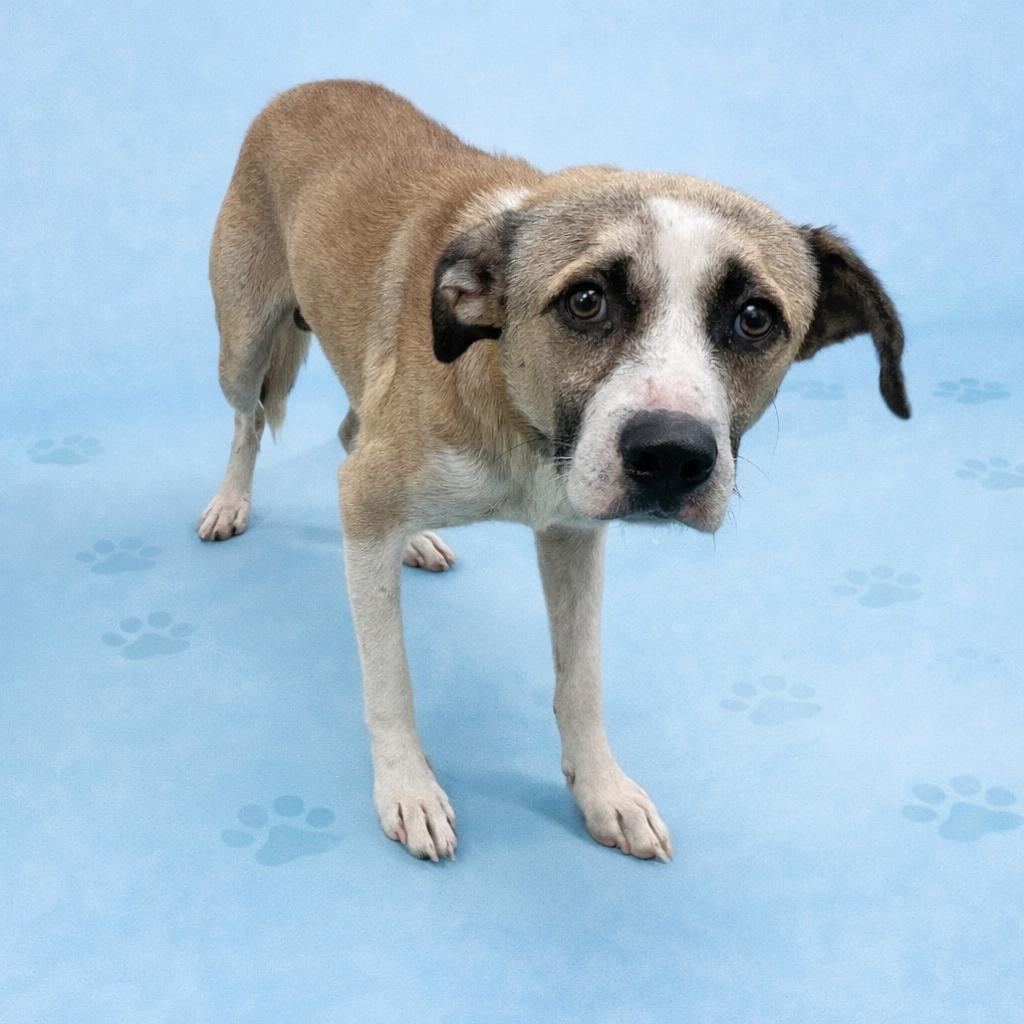 Wilbur, a Adoptable Mixed Breed in Memphis, TN image 5/6