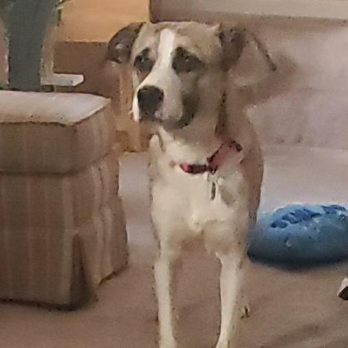 Enlarge Wilbur, a Adoptable Mixed Breed in Memphis, TN image 5/5