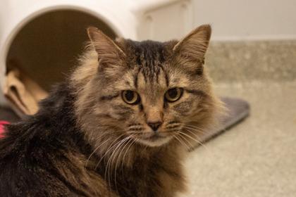 Gobbles, Adoptable, Senior Male Domestic Medium Hair & Domestic Short Hair.