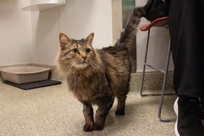 Gobbles, a Adoptable mixed breed in Kansas City, MO image 2/2