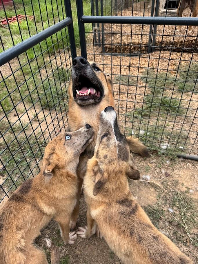 JAGER — thumbnail 4