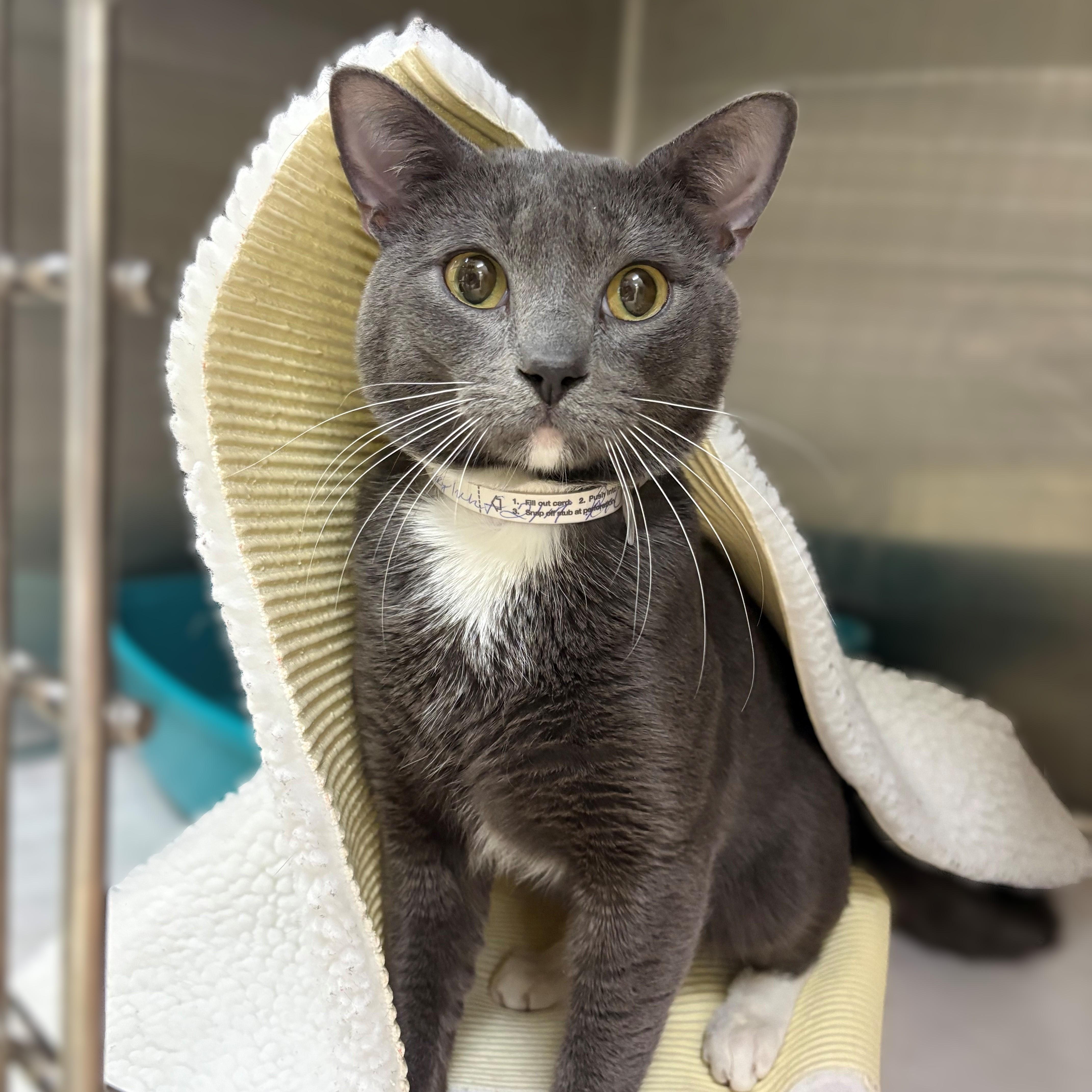 Enlarge Bootsy- #50495, an adopted Domestic Short Hair in Columbia, MD image 3/3