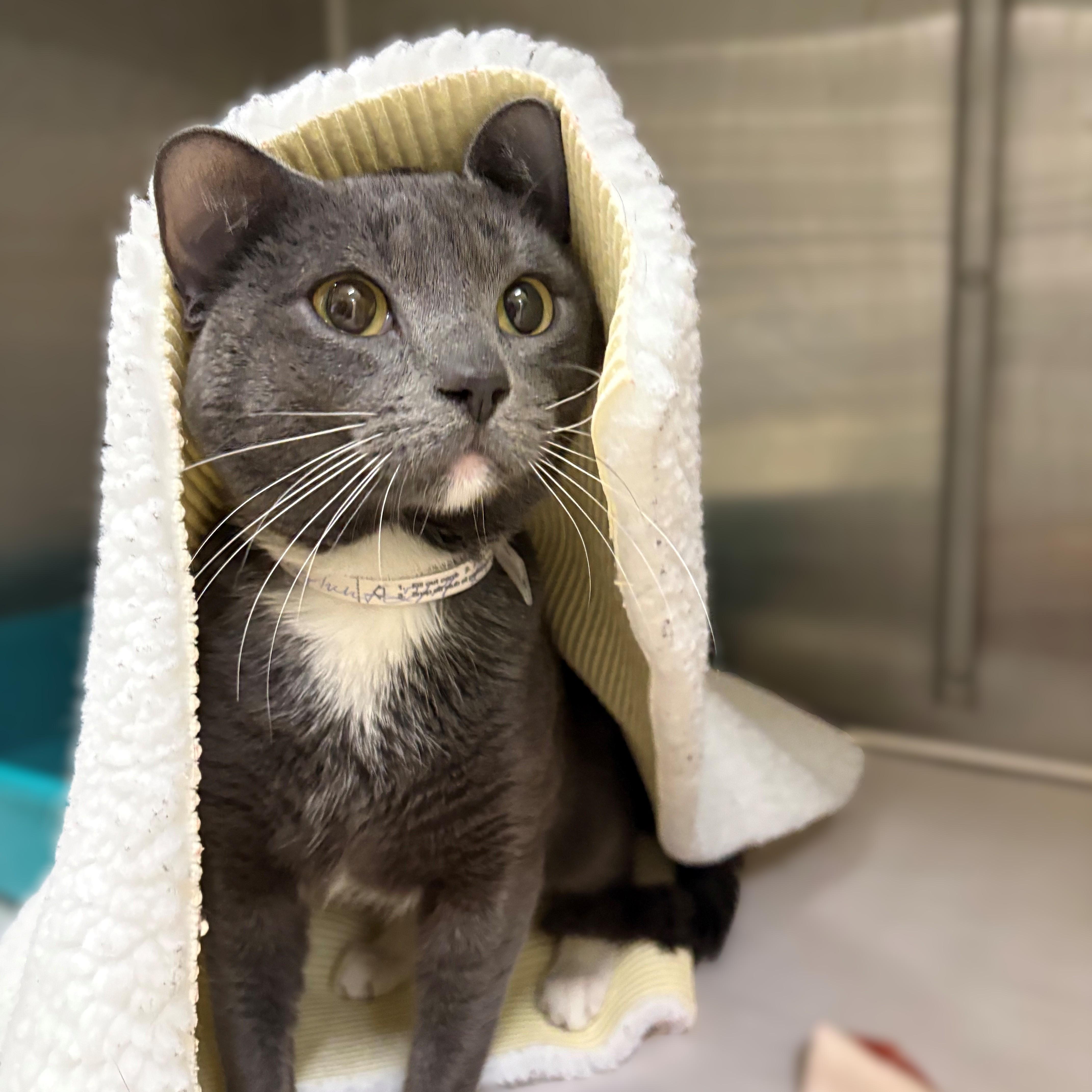 Enlarge Bootsy- #50495, an adopted Domestic Short Hair in Columbia, MD image 1/3