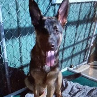 Bookie (26-036), Adoptable, Adult Male German Shepherd Dog.