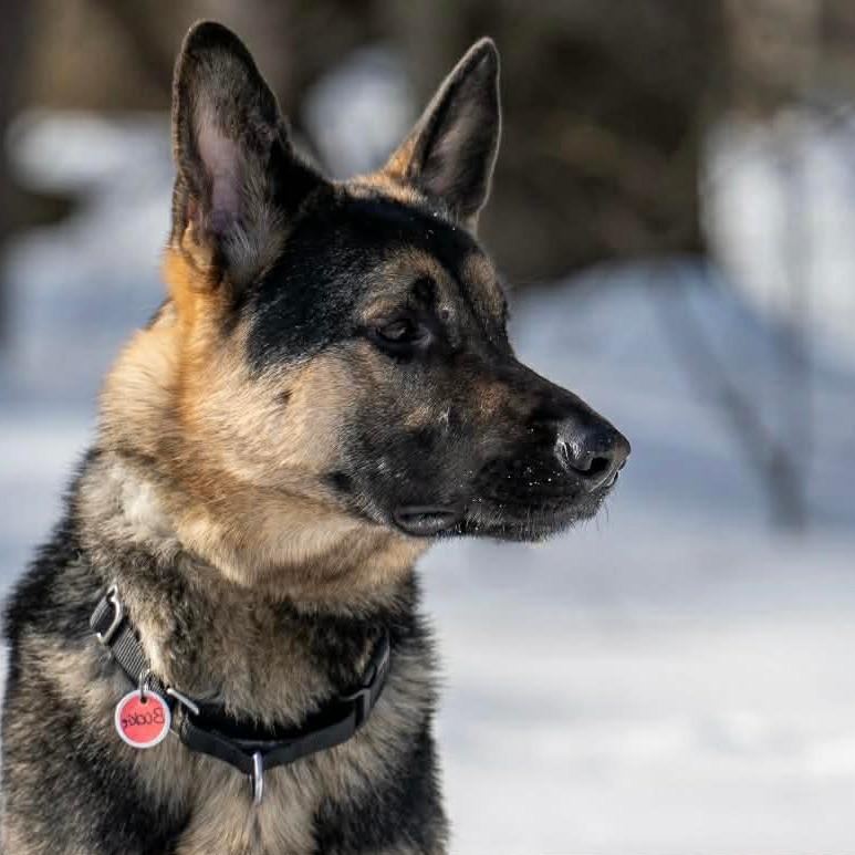 Bookie (26-036), a Adoptable German Shepherd Dog in New Ringgold, PA image 2/6