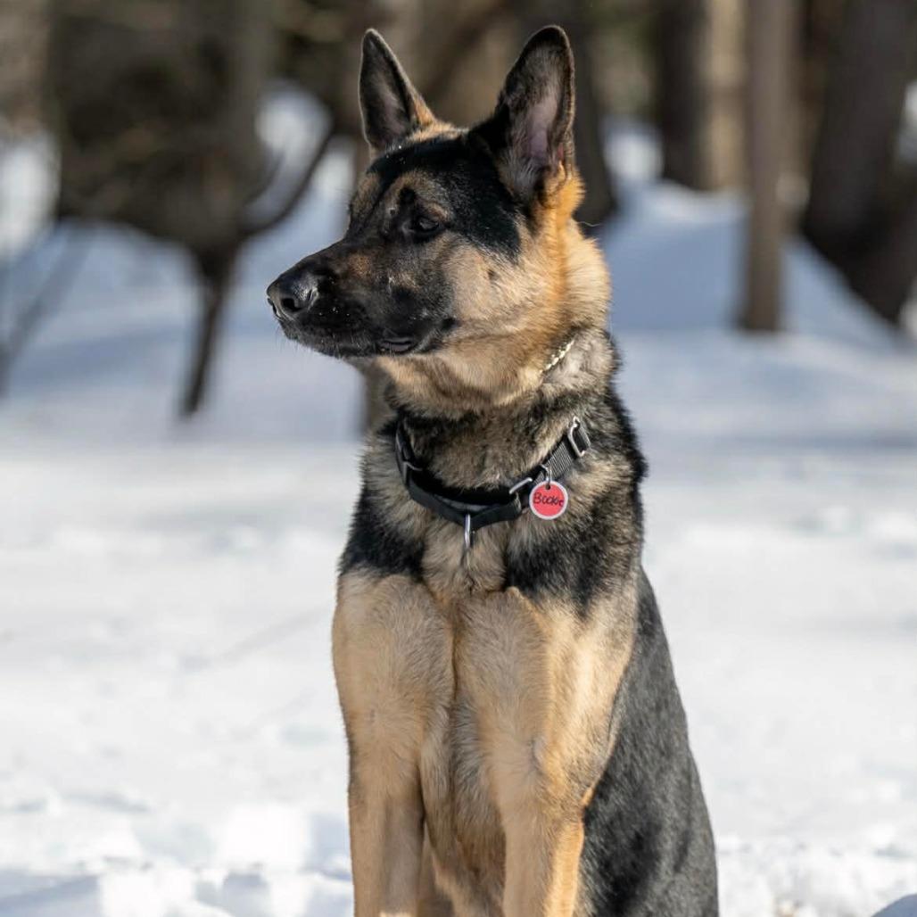 Bookie (26-036), a Adoptable German Shepherd Dog in New Ringgold, PA image 3/6