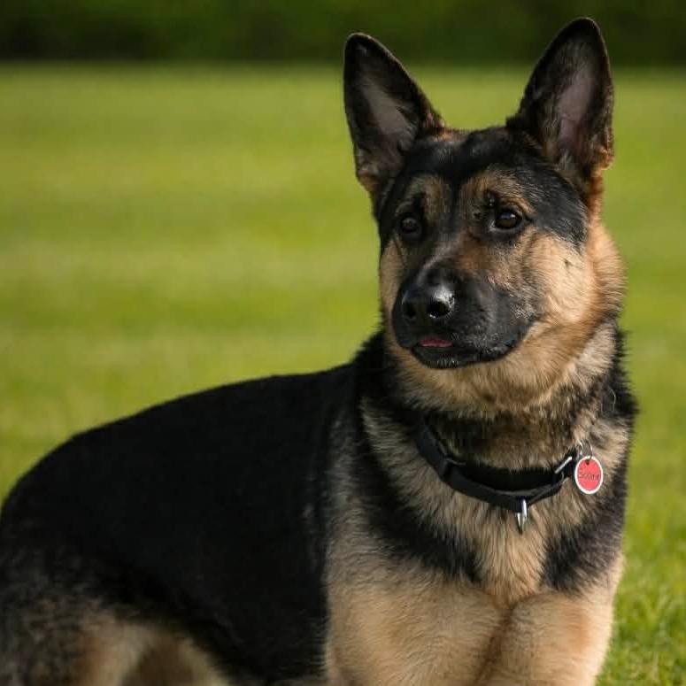 Bookie (26-036), a Adoptable German Shepherd Dog in New Ringgold, PA image 4/6