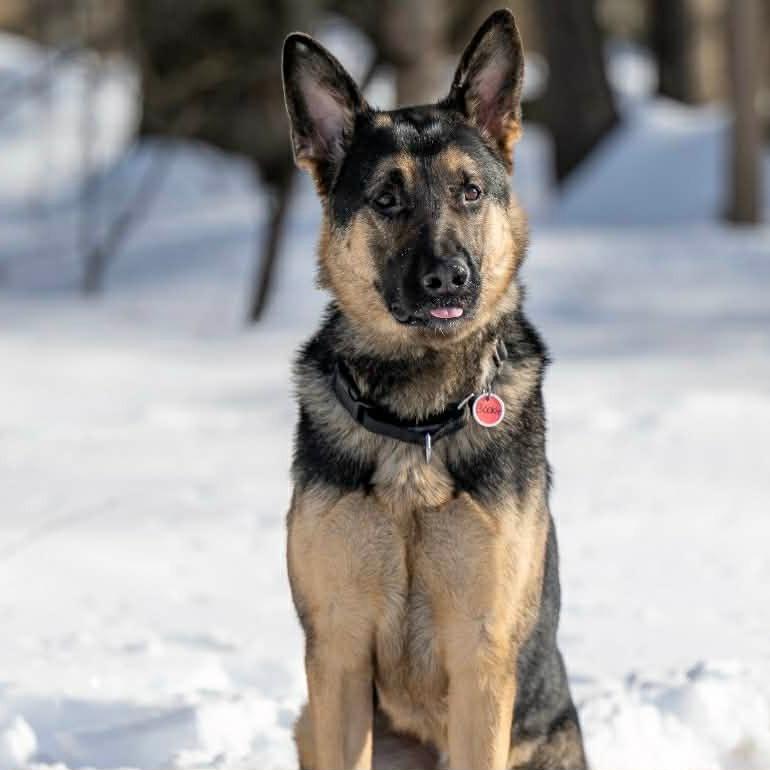 Bookie (26-036), a Adoptable German Shepherd Dog in New Ringgold, PA image 5/6