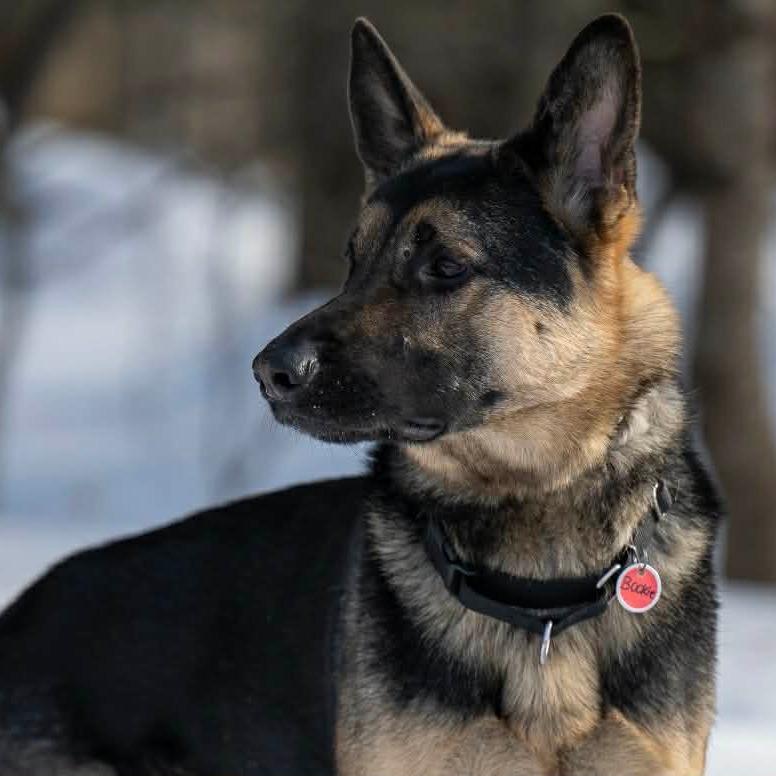 Bookie (26-036), a Adoptable German Shepherd Dog in New Ringgold, PA image 6/6