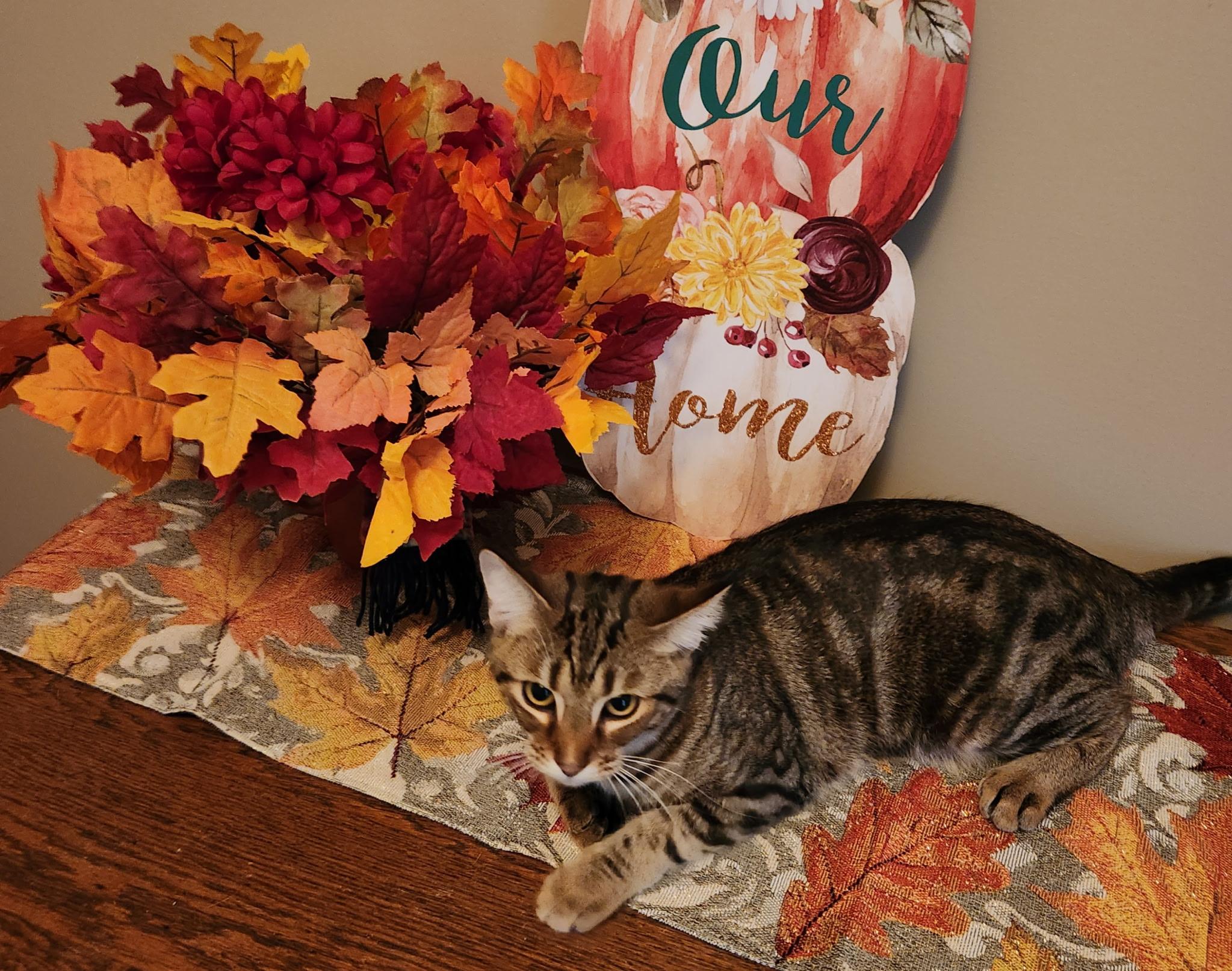 Enlarge Vella, a Adoptable Domestic Short Hair in Montgomery, AL image 3/4