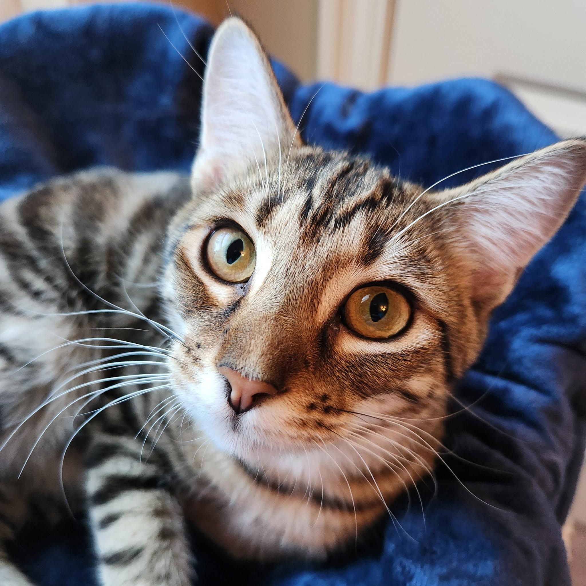 Enlarge Vella, a Adoptable Domestic Short Hair in Montgomery, AL image 2/4