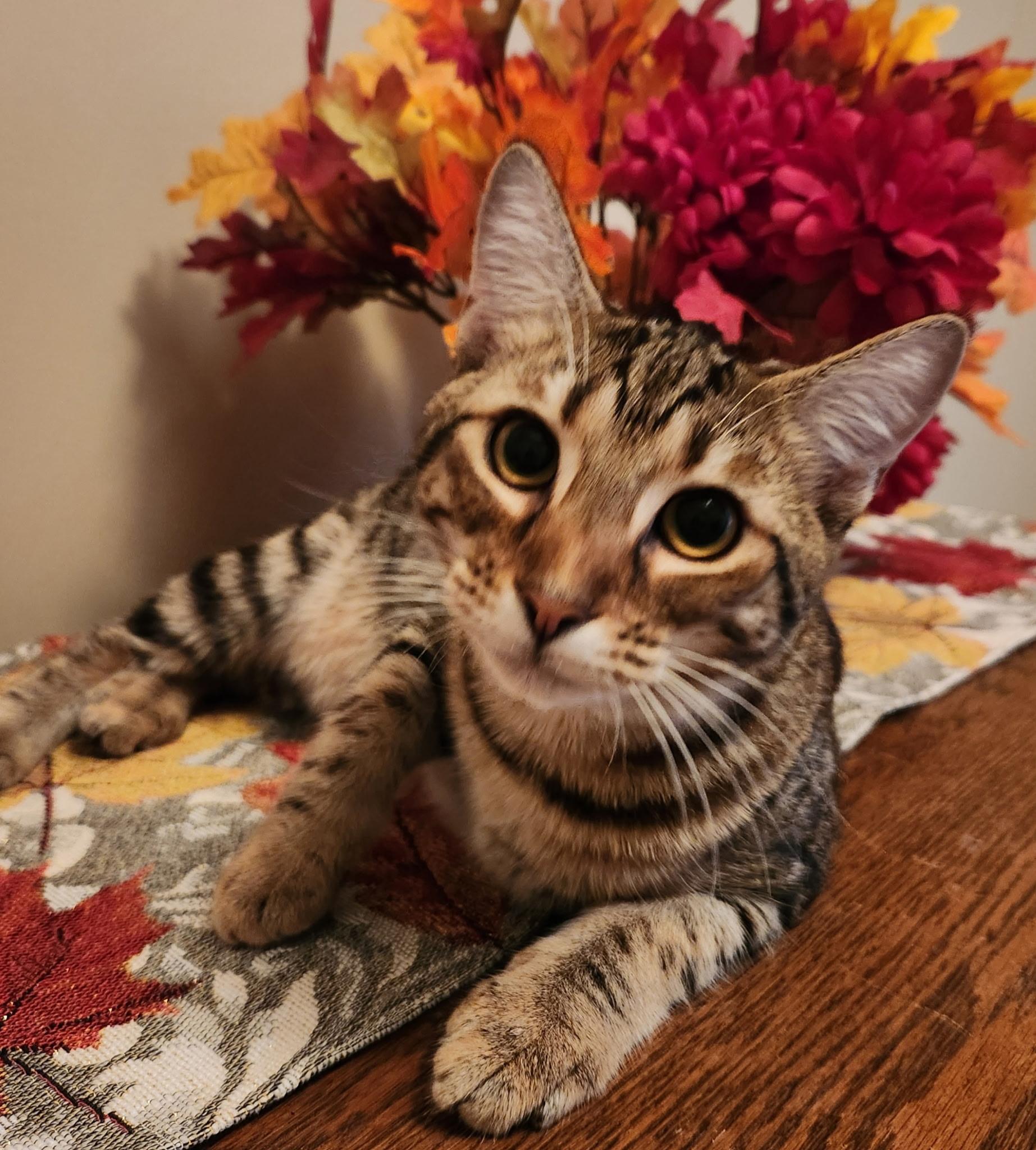 Enlarge Vella, a Adoptable Domestic Short Hair in Montgomery, AL image 1/4