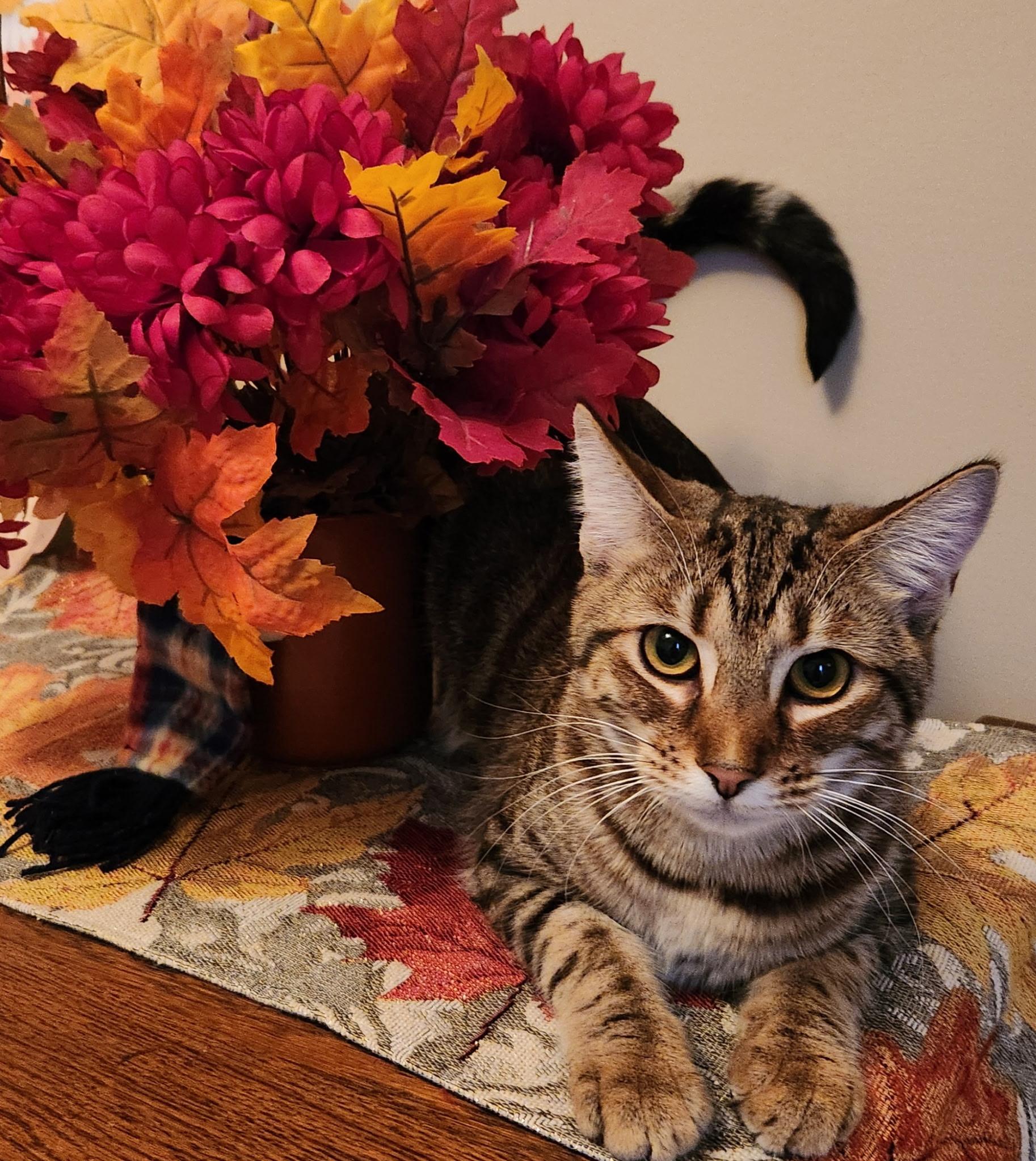 Enlarge Vella, a Adoptable Domestic Short Hair in Montgomery, AL image 4/4