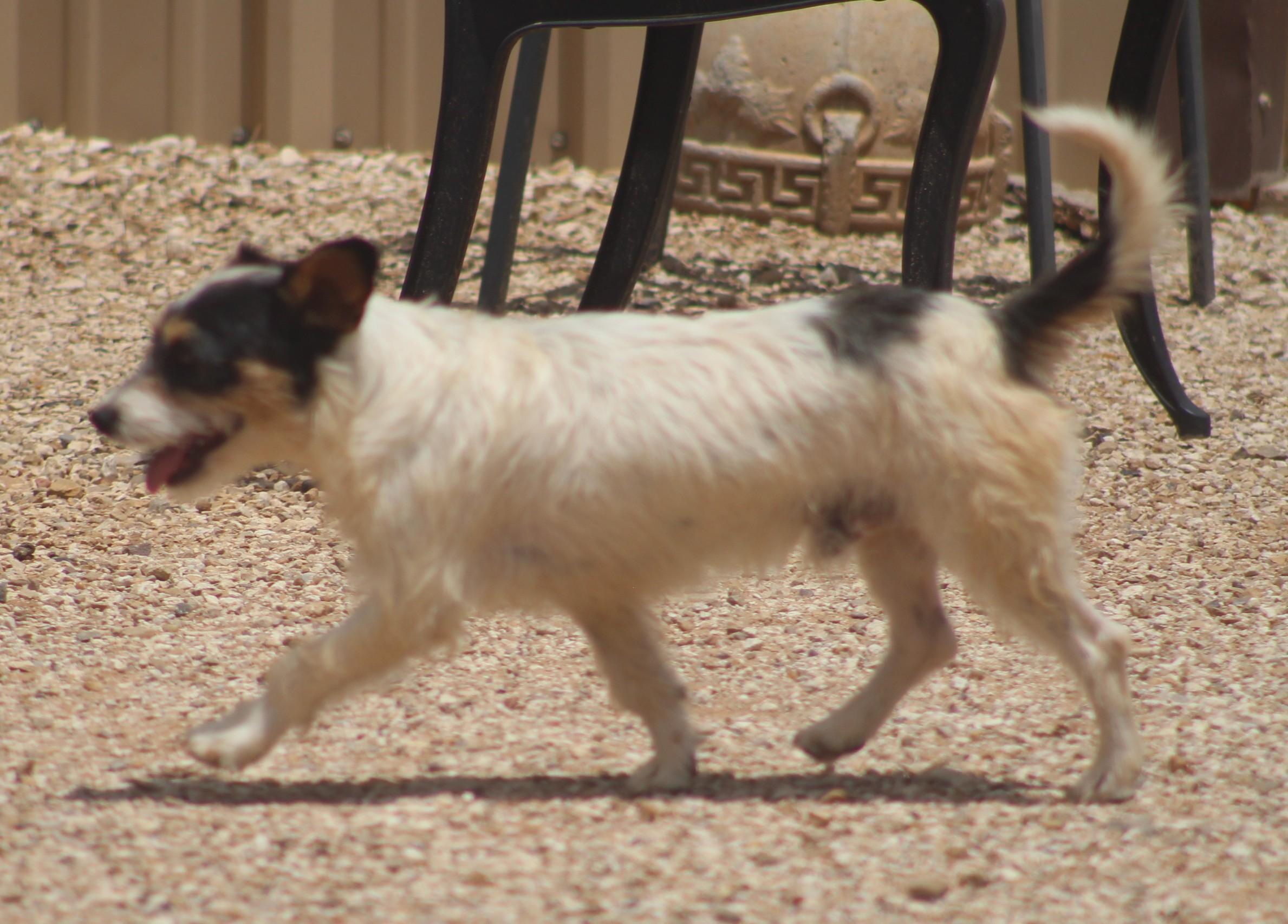 Enlarge Tom, a ADOPTABLE mixed breed in Post, TX image 3/6