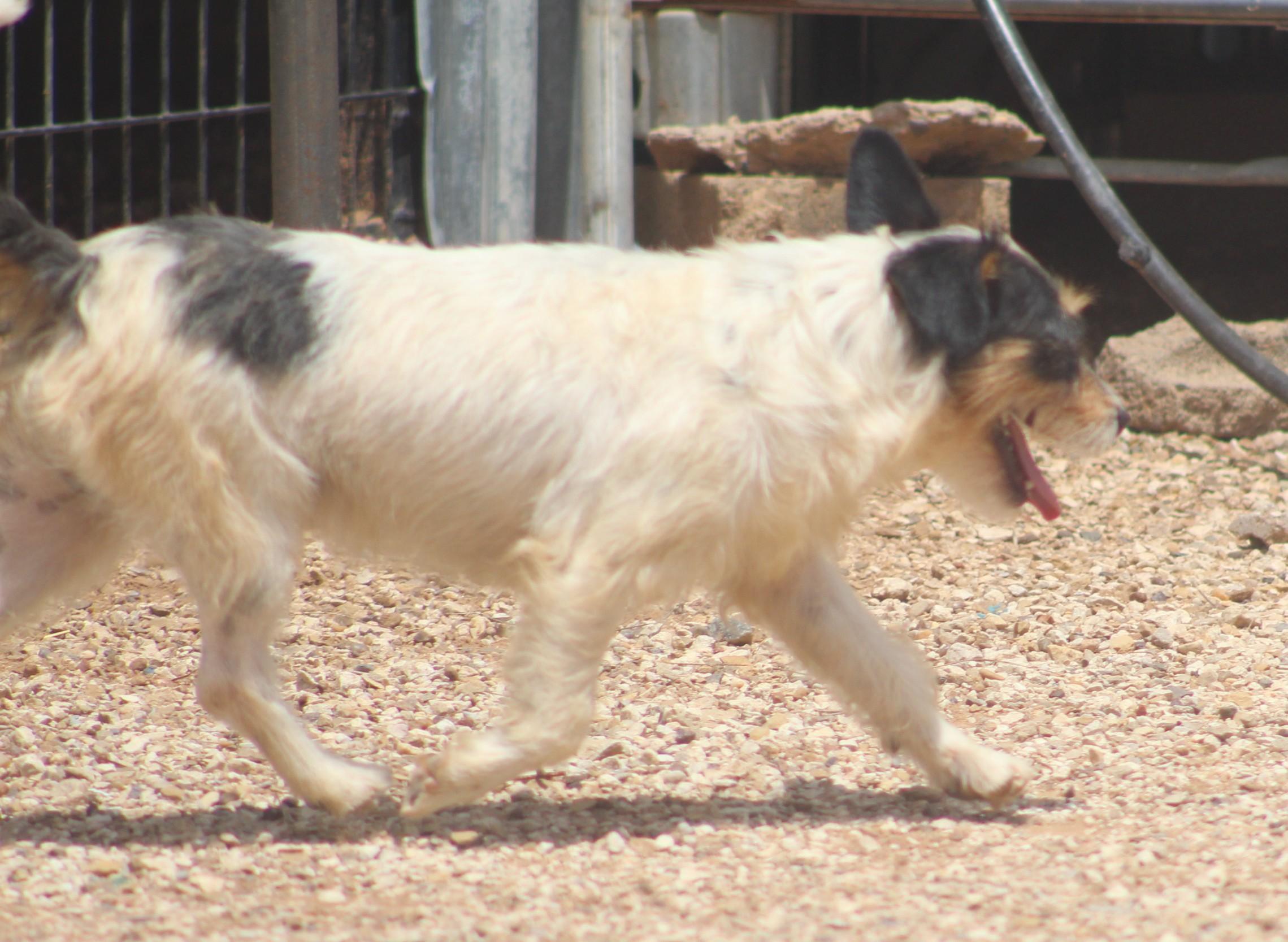 Enlarge Tom, a ADOPTABLE mixed breed in Post, TX image 6/6