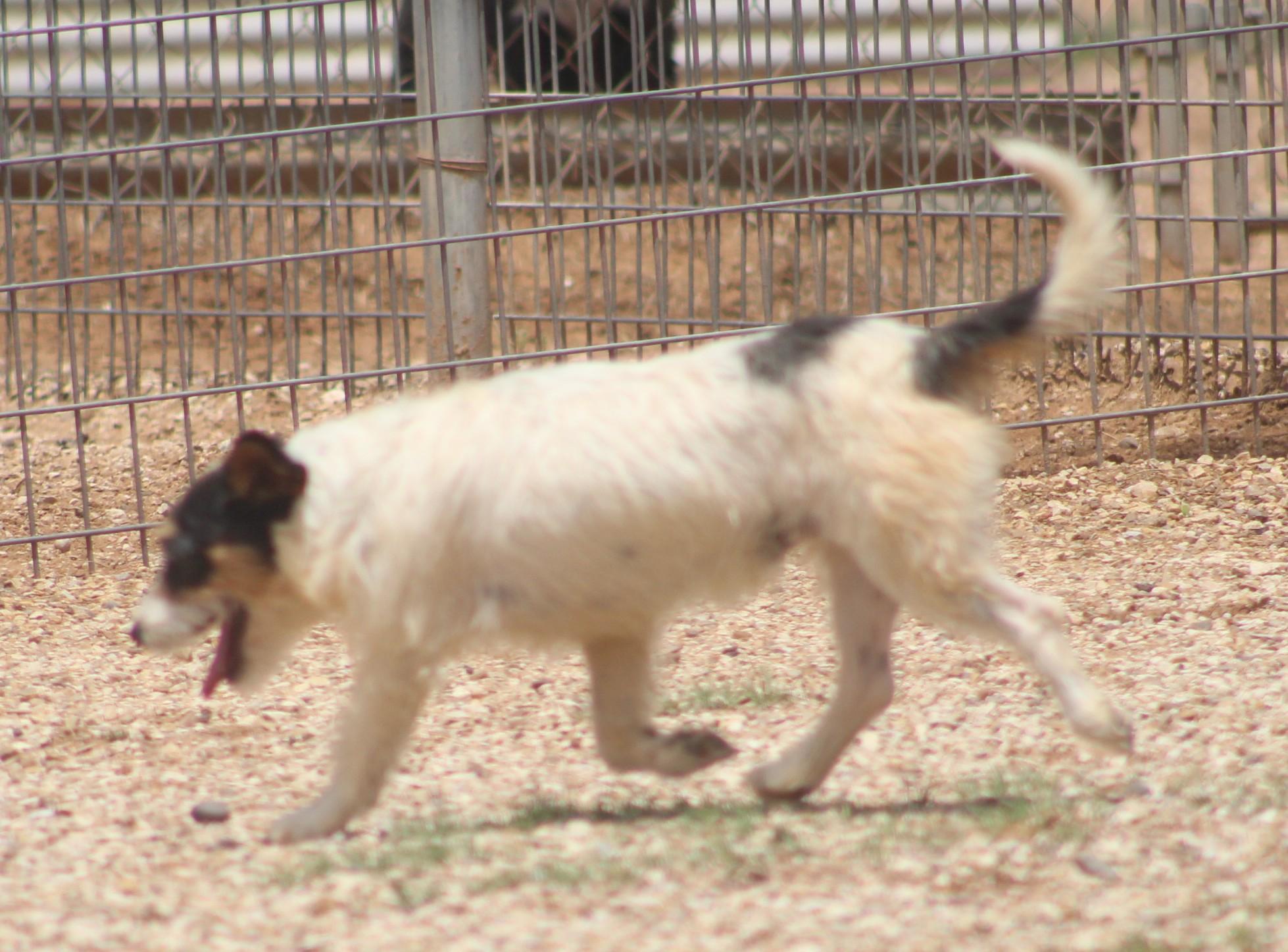 Enlarge Tom, a ADOPTABLE mixed breed in Post, TX image 4/6