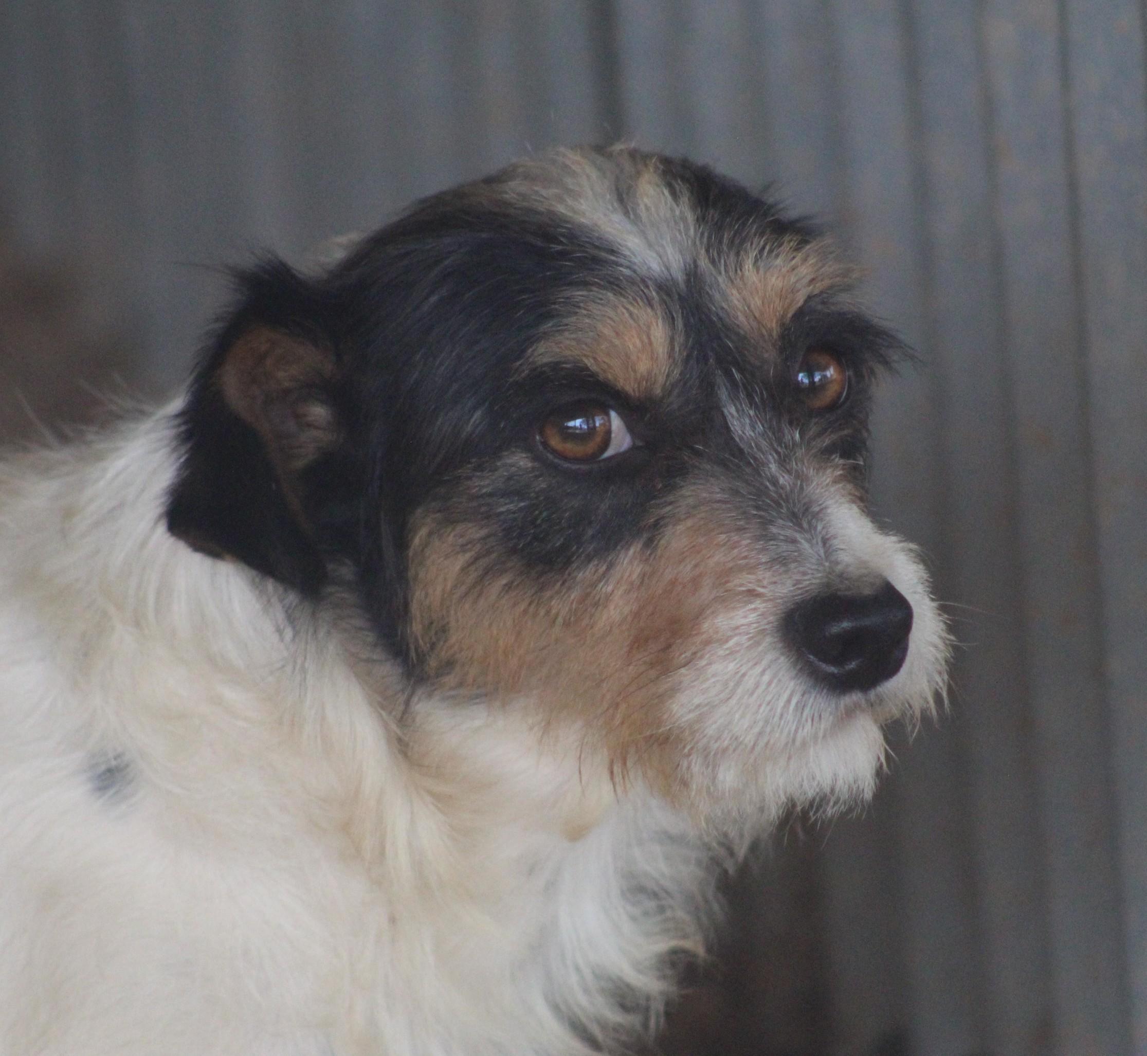 Tom, ADOPTABLE, Young Male Jack Russell Terrier.