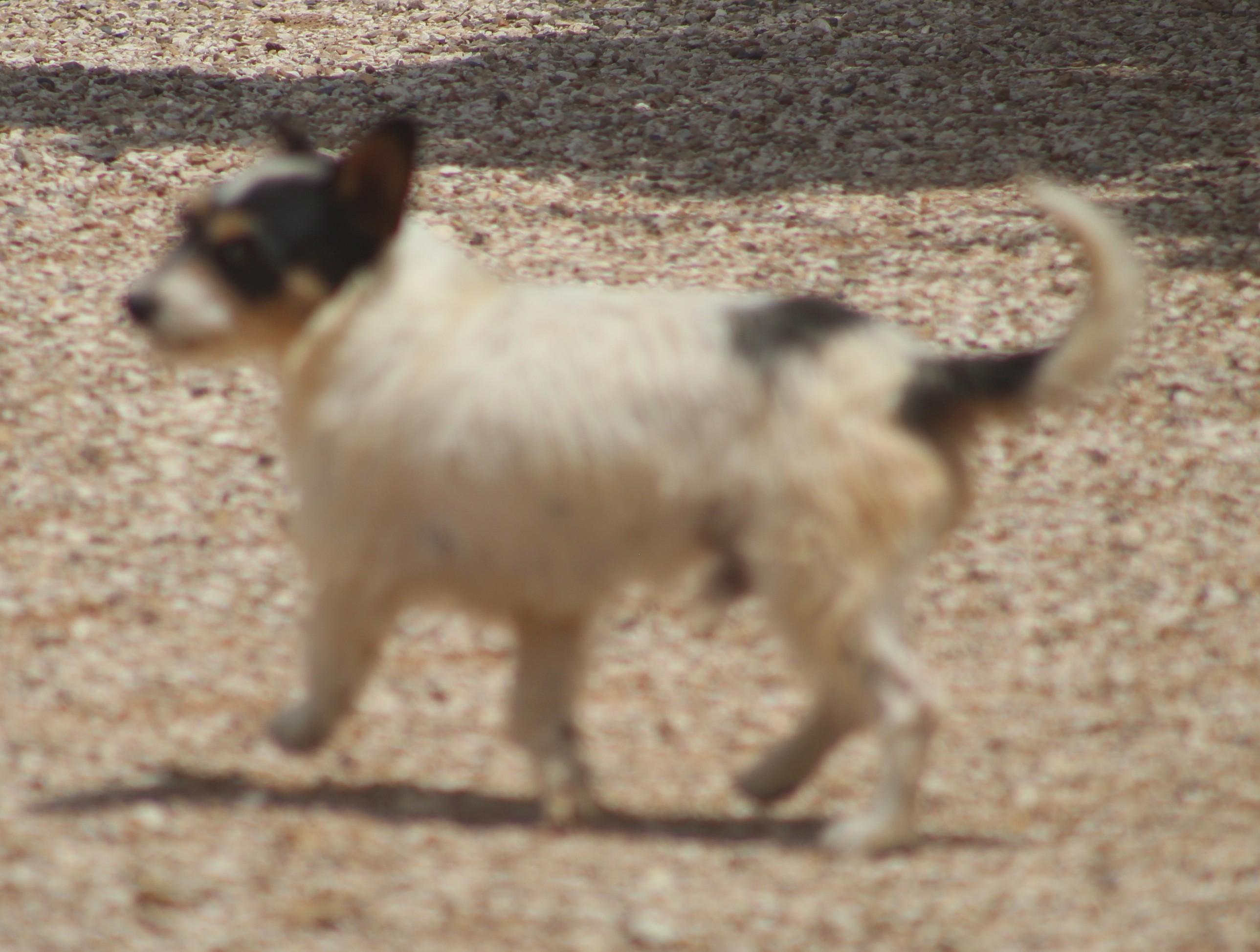 Enlarge Tom, a ADOPTABLE mixed breed in Post, TX image 5/6