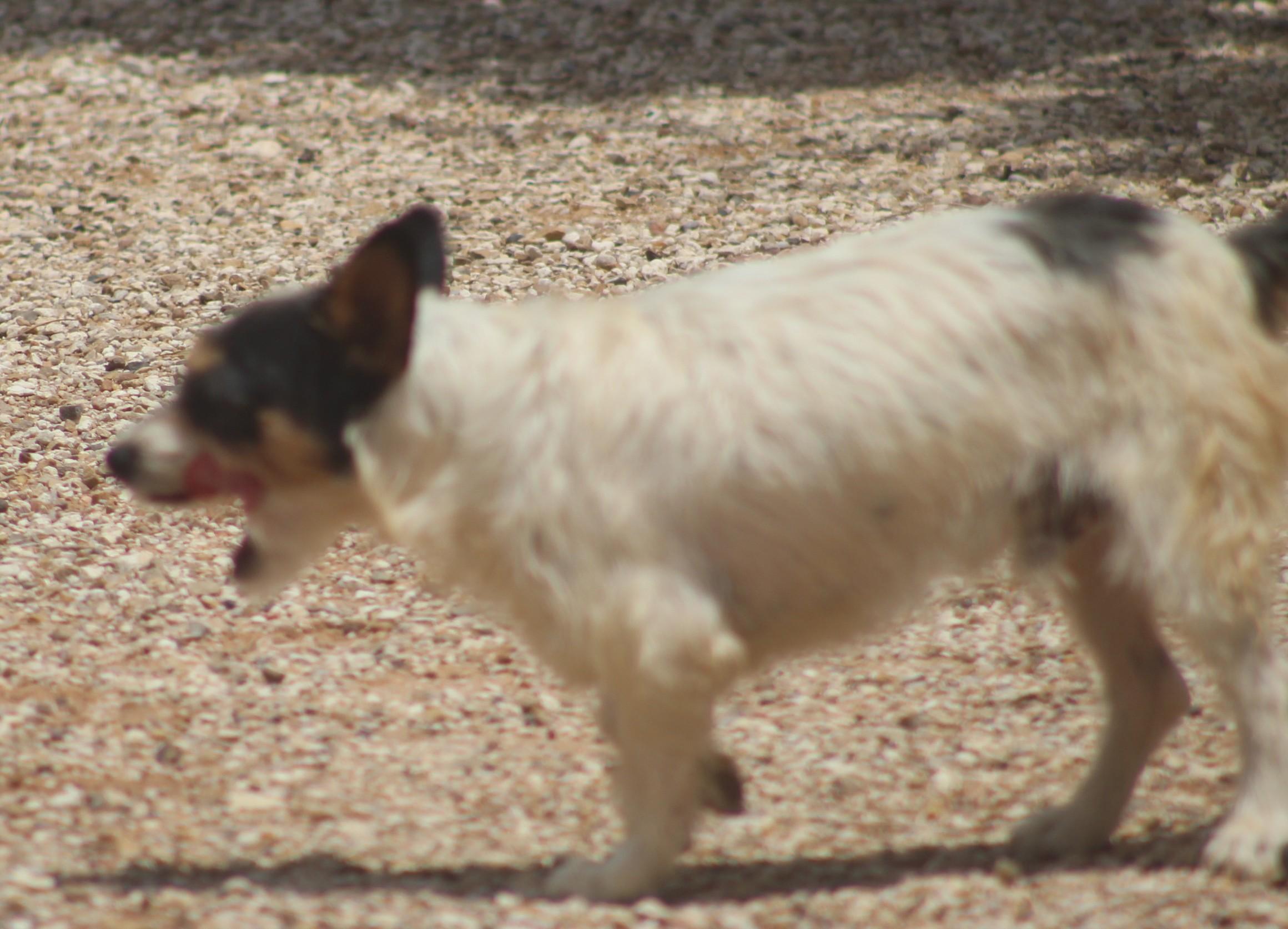 Enlarge Tom, a ADOPTABLE mixed breed in Post, TX image 2/6