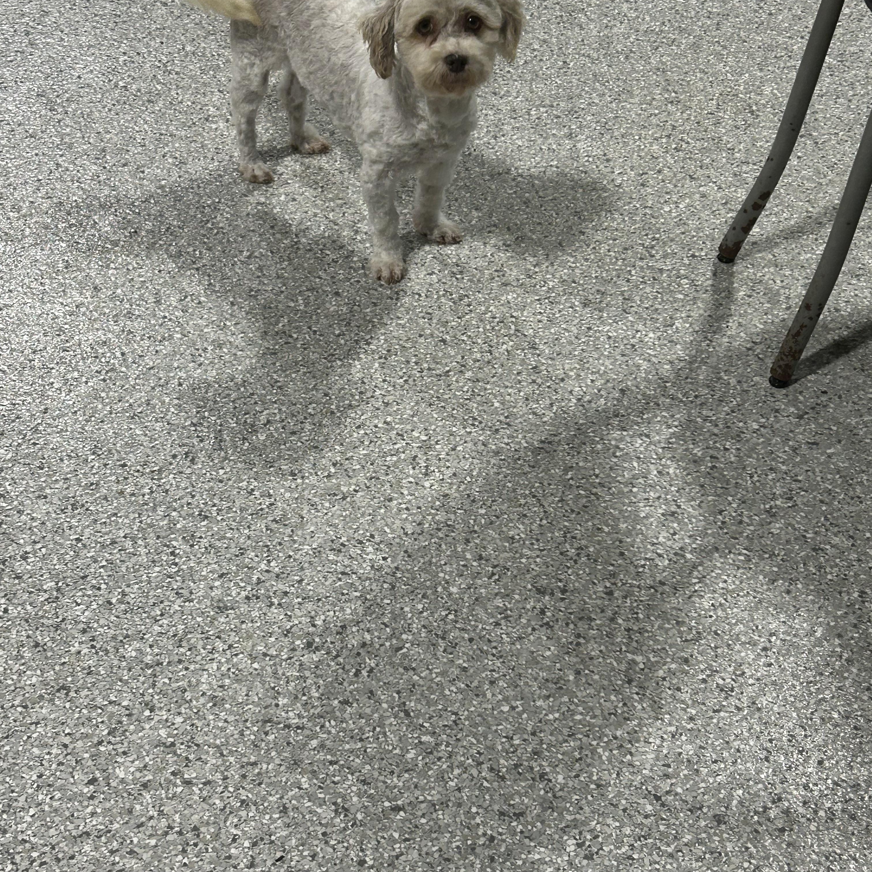 Susie., a Adoptable Havanese in Antwerp, OH image 3/3