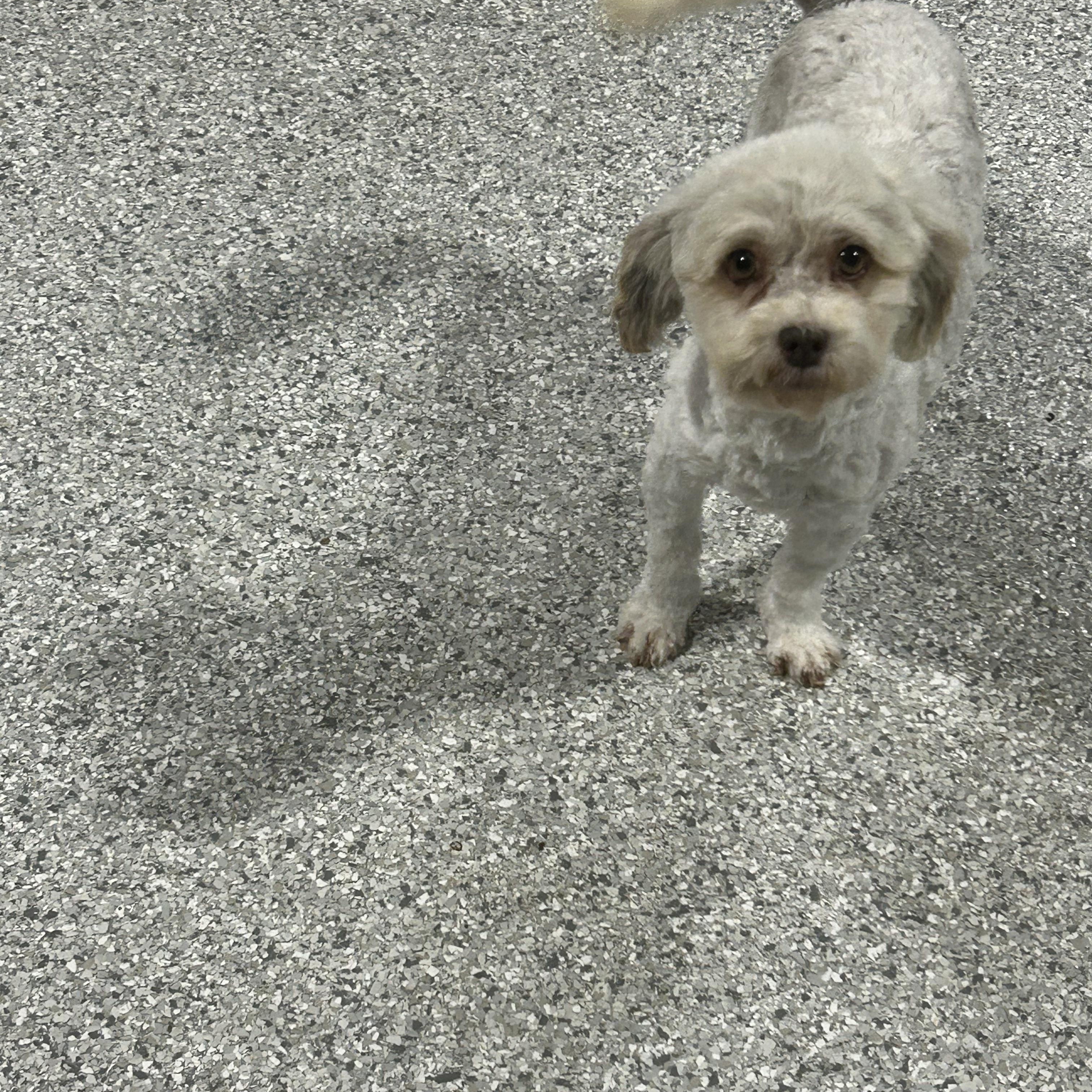Susie., a Adoptable Havanese in Antwerp, OH image 2/3