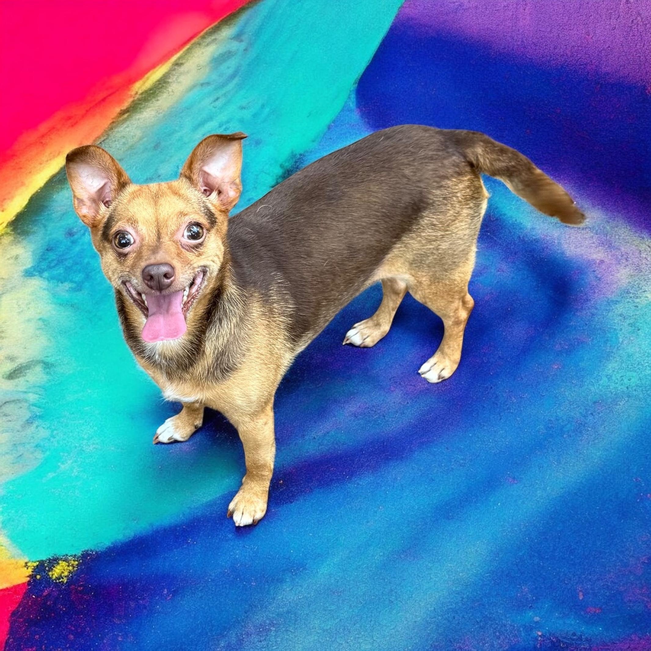 Coco, a Adoptable mixed breed in Cumming, GA image 3/5