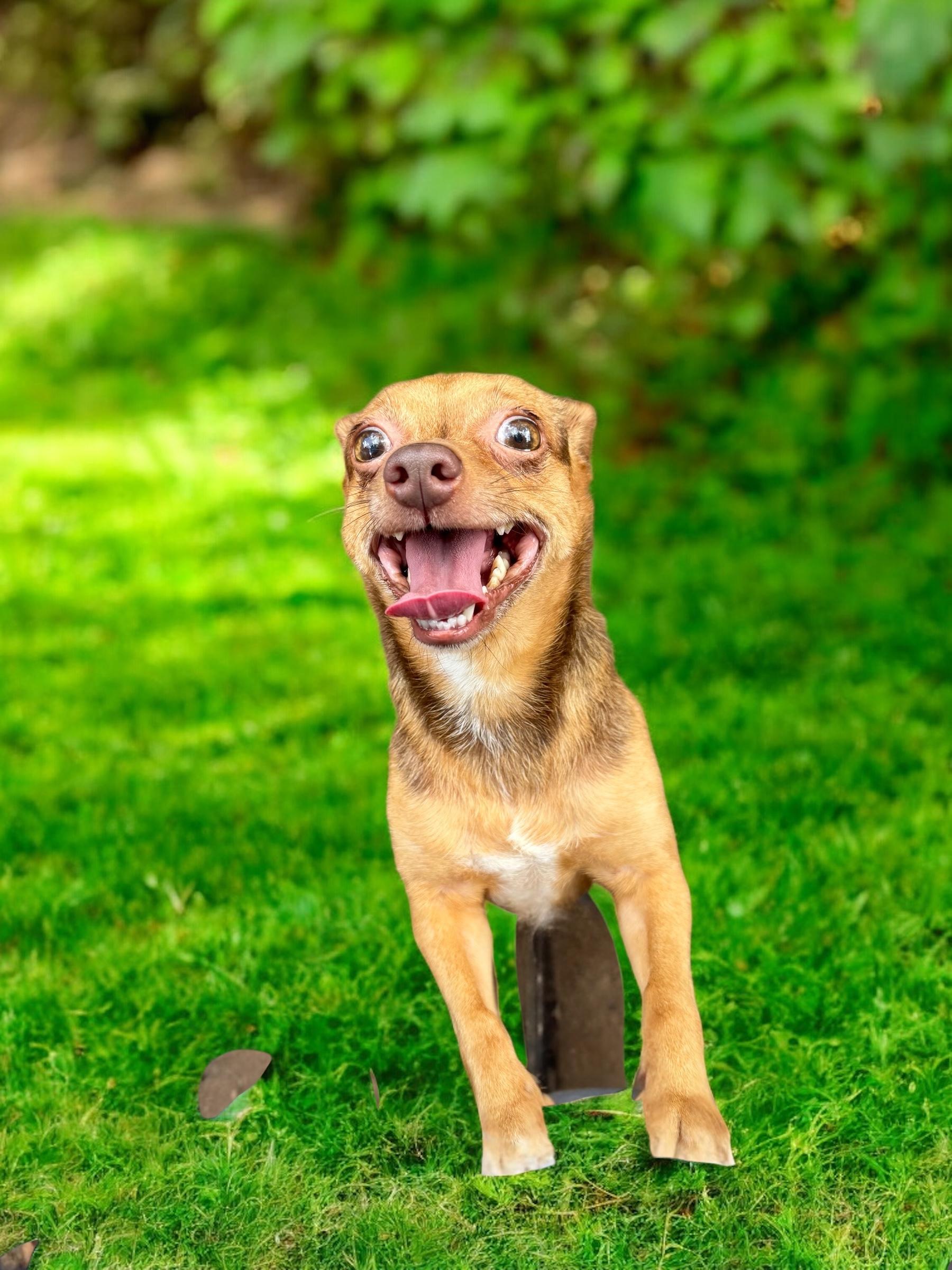 Coco, a Adoptable mixed breed in Cumming, GA image 3/5