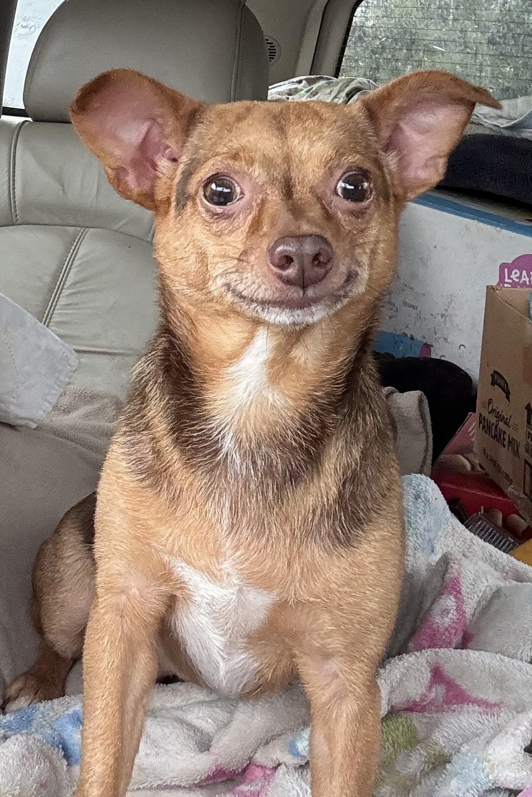 Coco, Adoptable, Adult Female Chihuahua.