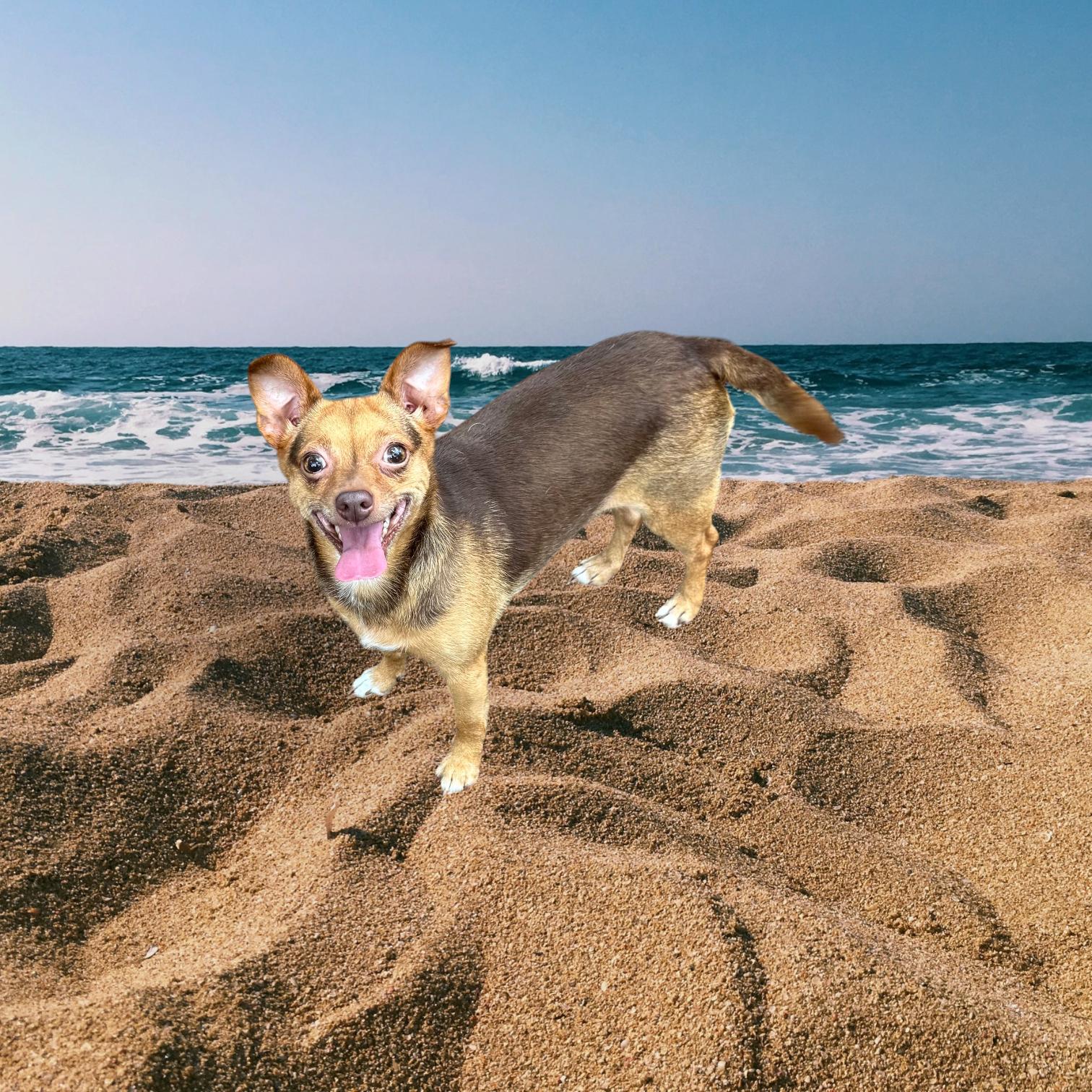 Coco, a Adoptable mixed breed in Cumming, GA image 5/5