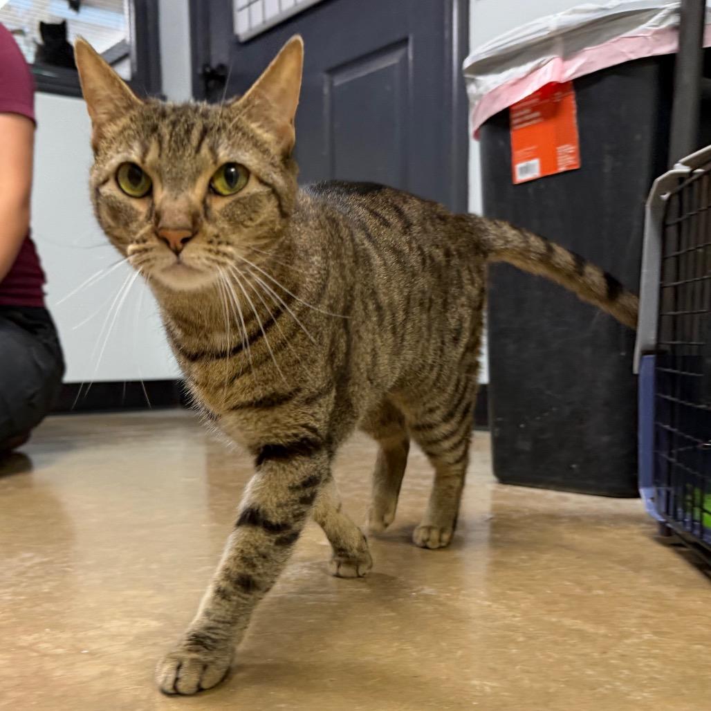 Princess Bubblegum, Adoptable, Senior Female Domestic Short Hair.