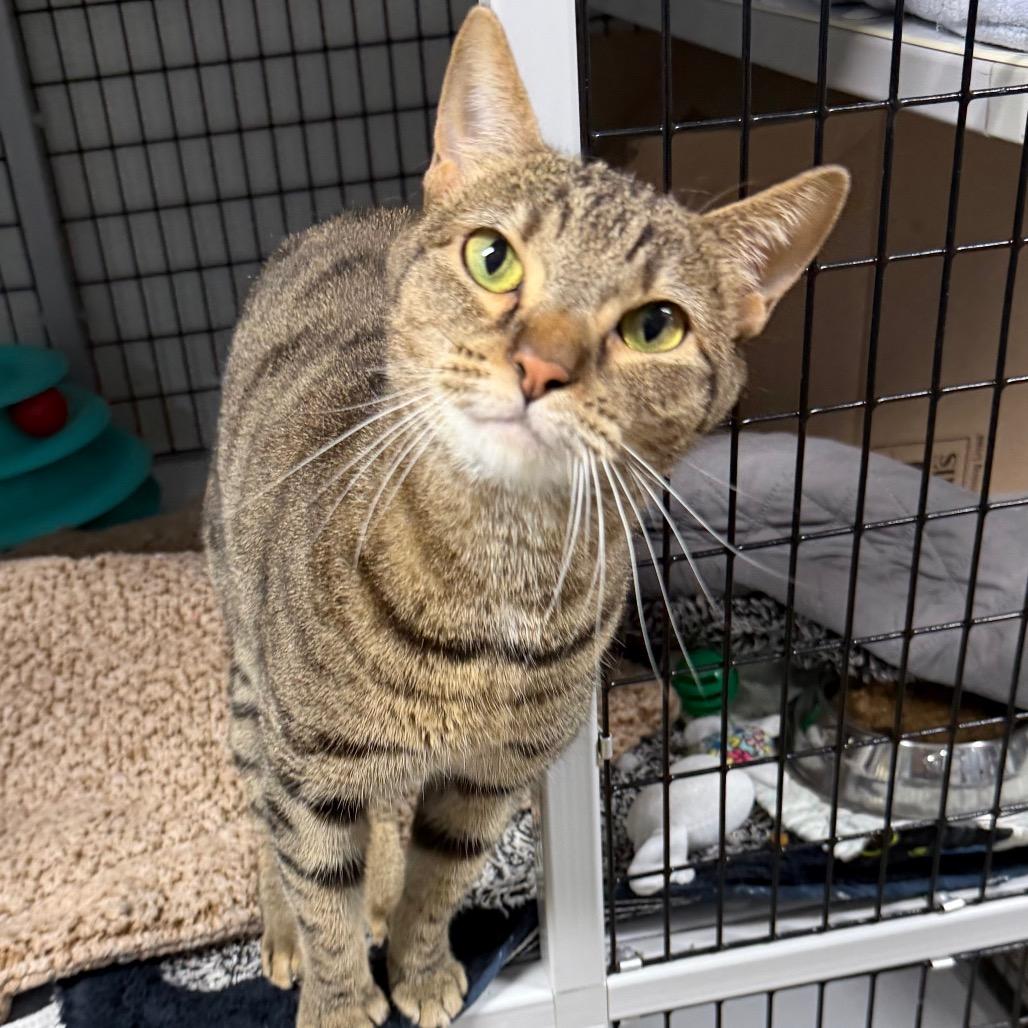 Enlarge Princess Bubblegum, a Adoptable Domestic Short Hair in Waynesville, NC image 2/6