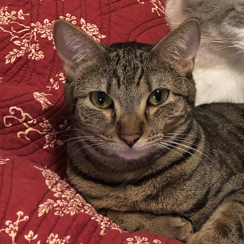 Enlarge Princess Bubblegum, a Adoptable Domestic Short Hair in Waynesville, NC image 3/6
