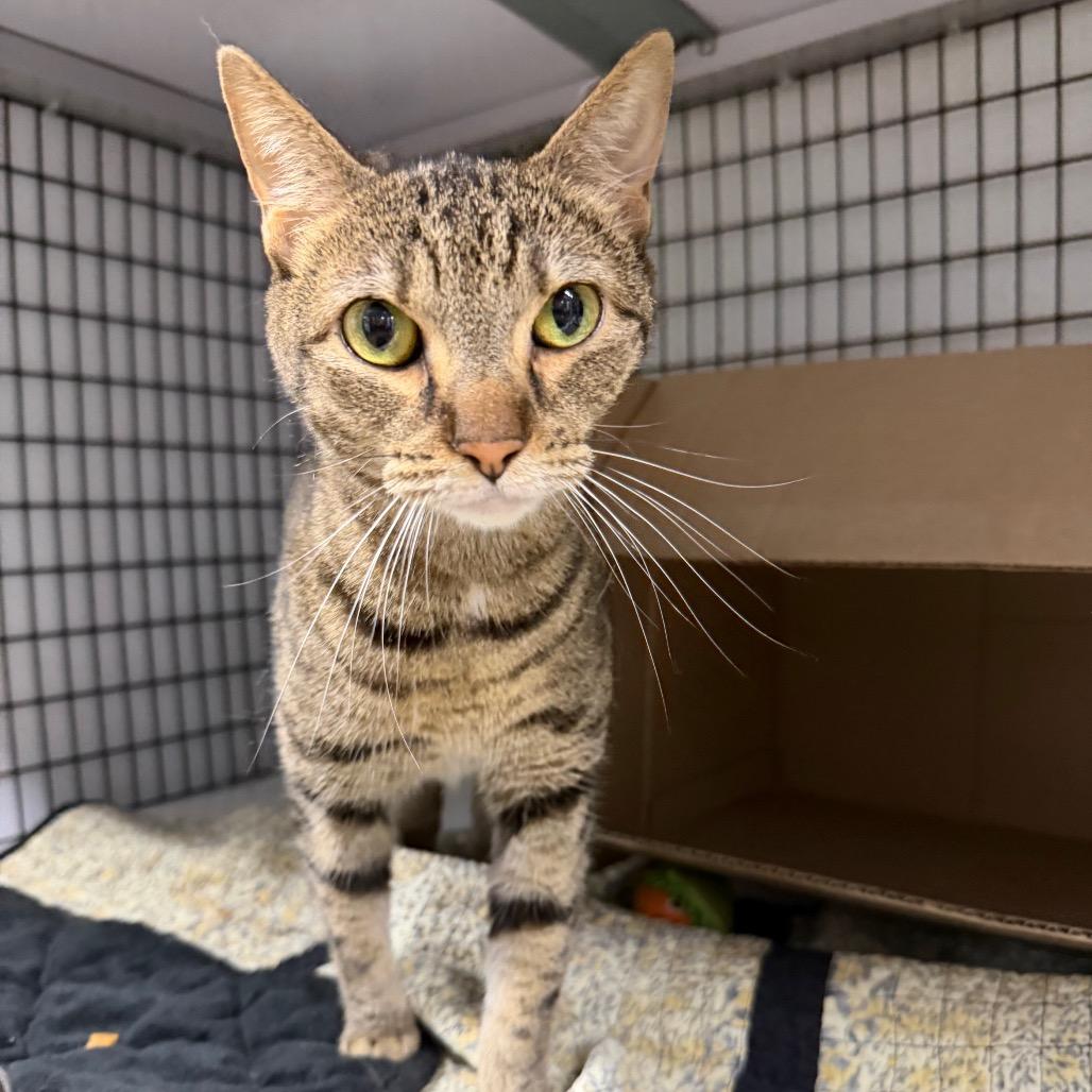 Enlarge Princess Bubblegum, a Adoptable Domestic Short Hair in Waynesville, NC image 4/6