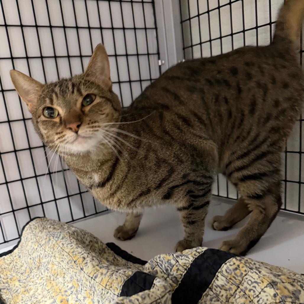 Enlarge Princess Bubblegum, a Adoptable Domestic Short Hair in Waynesville, NC image 5/6