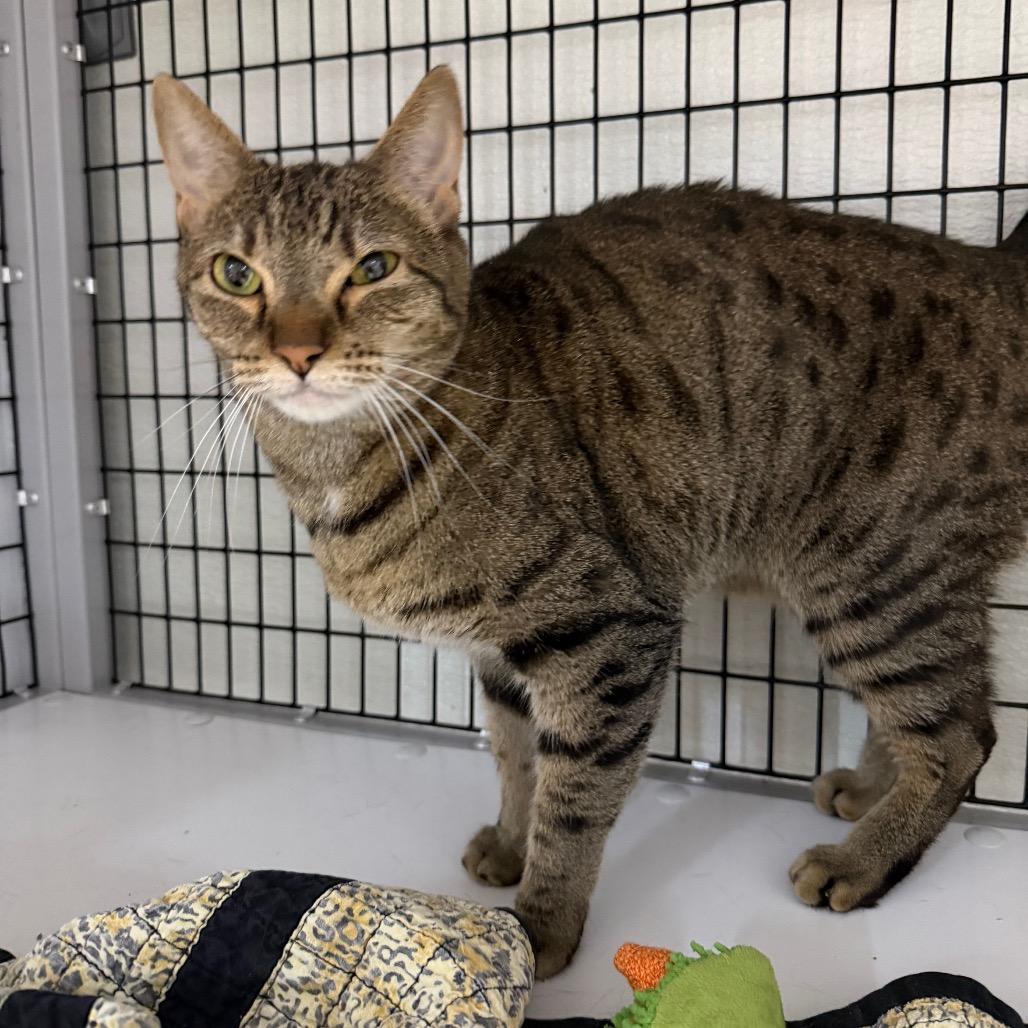 Enlarge Princess Bubblegum, a Adoptable Domestic Short Hair in Waynesville, NC image 6/6