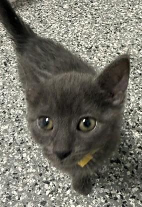 Rain, Adoptable, Kitten Female Domestic Short Hair.