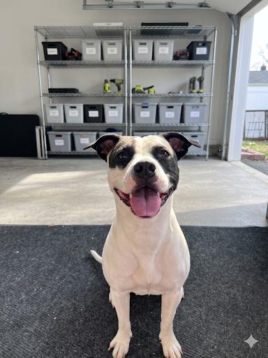 Harley, a ADOPTABLE mixed breed in Carmel, NY image 4/4