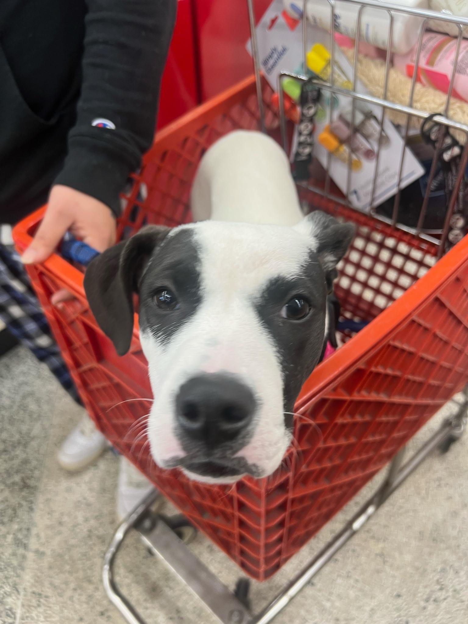 Harley, a ADOPTABLE mixed breed in Carmel, NY image 1/4