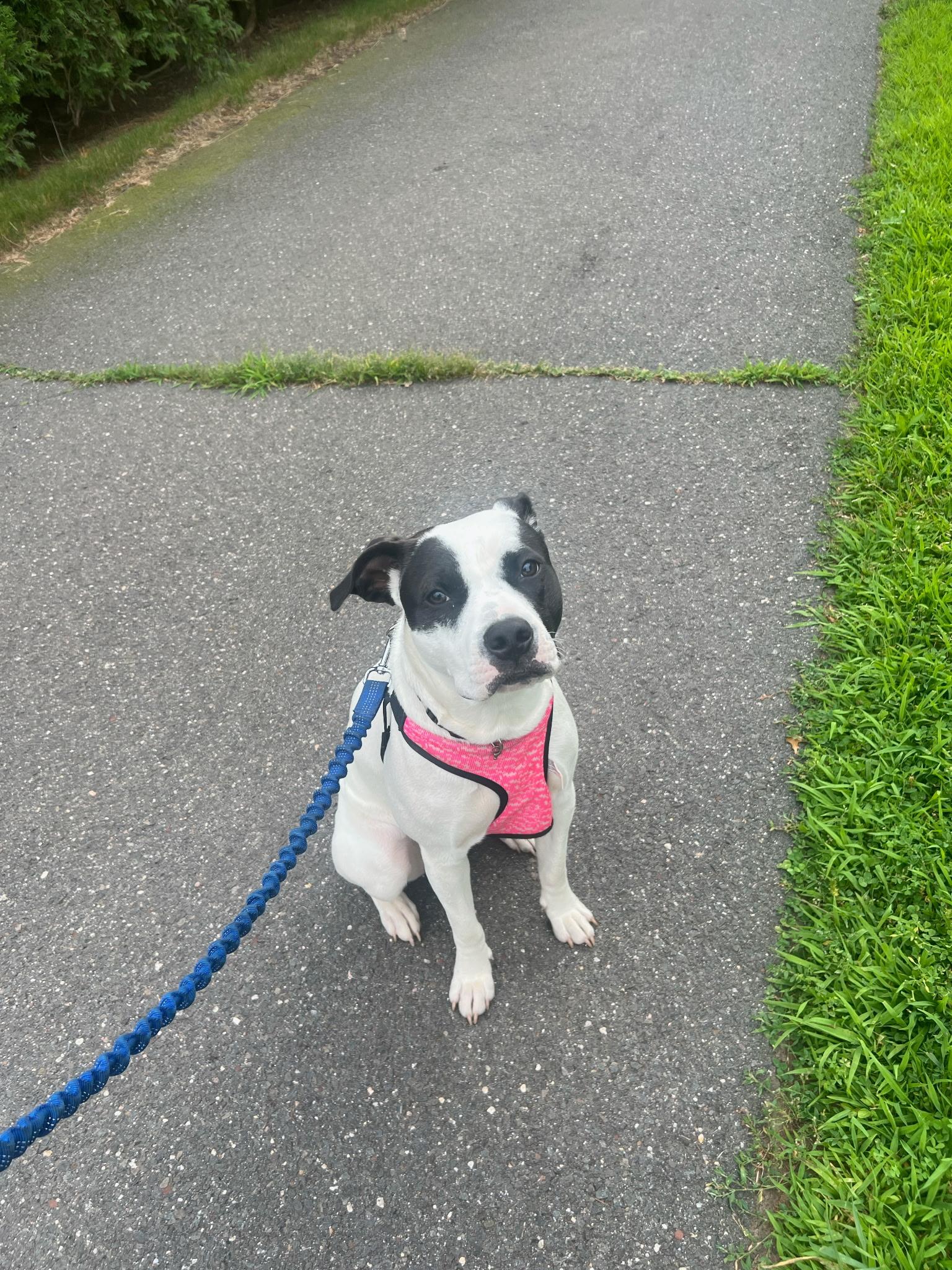 Harley, a ADOPTABLE mixed breed in Carmel, NY image 2/4