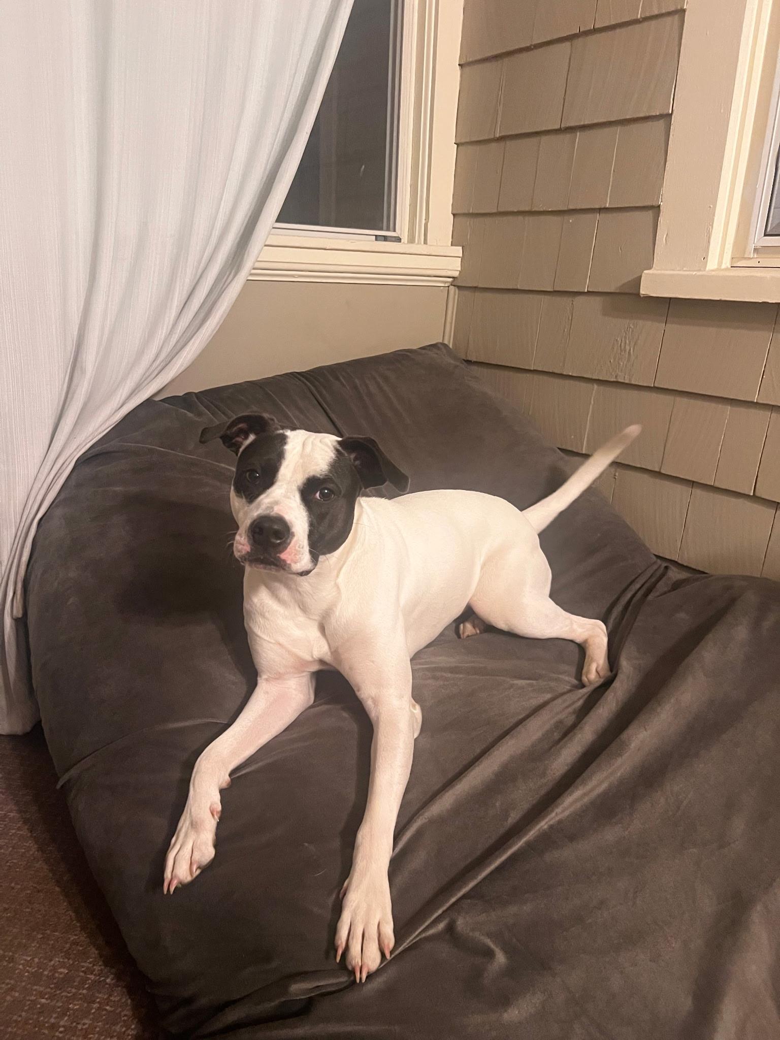 Harley, a ADOPTABLE mixed breed in Carmel, NY image 3/4